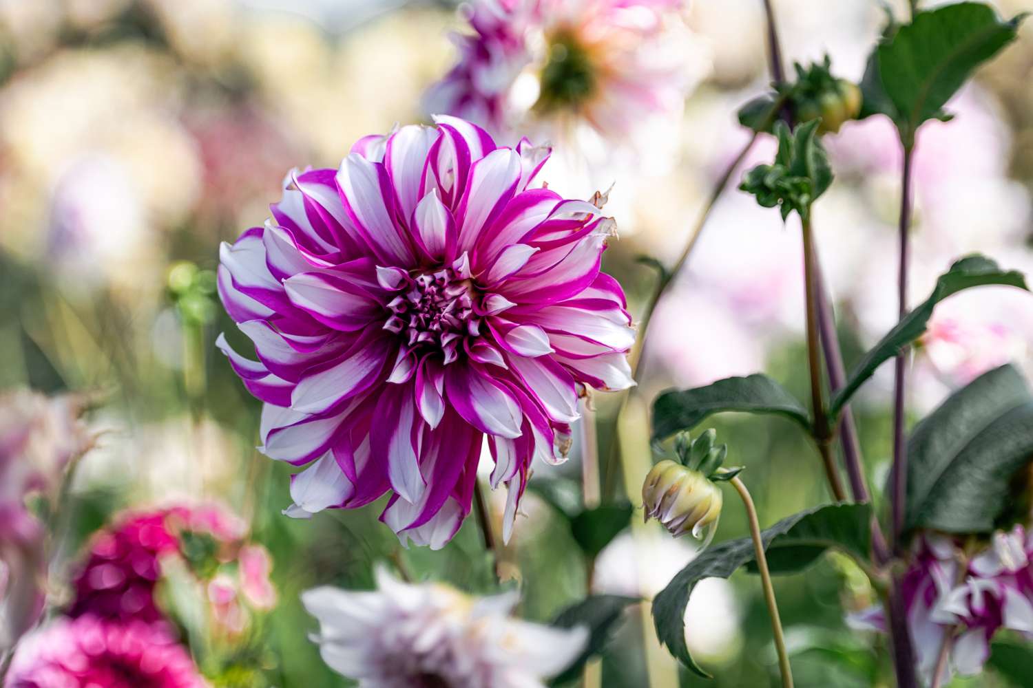 Dahlie 'Radegast'