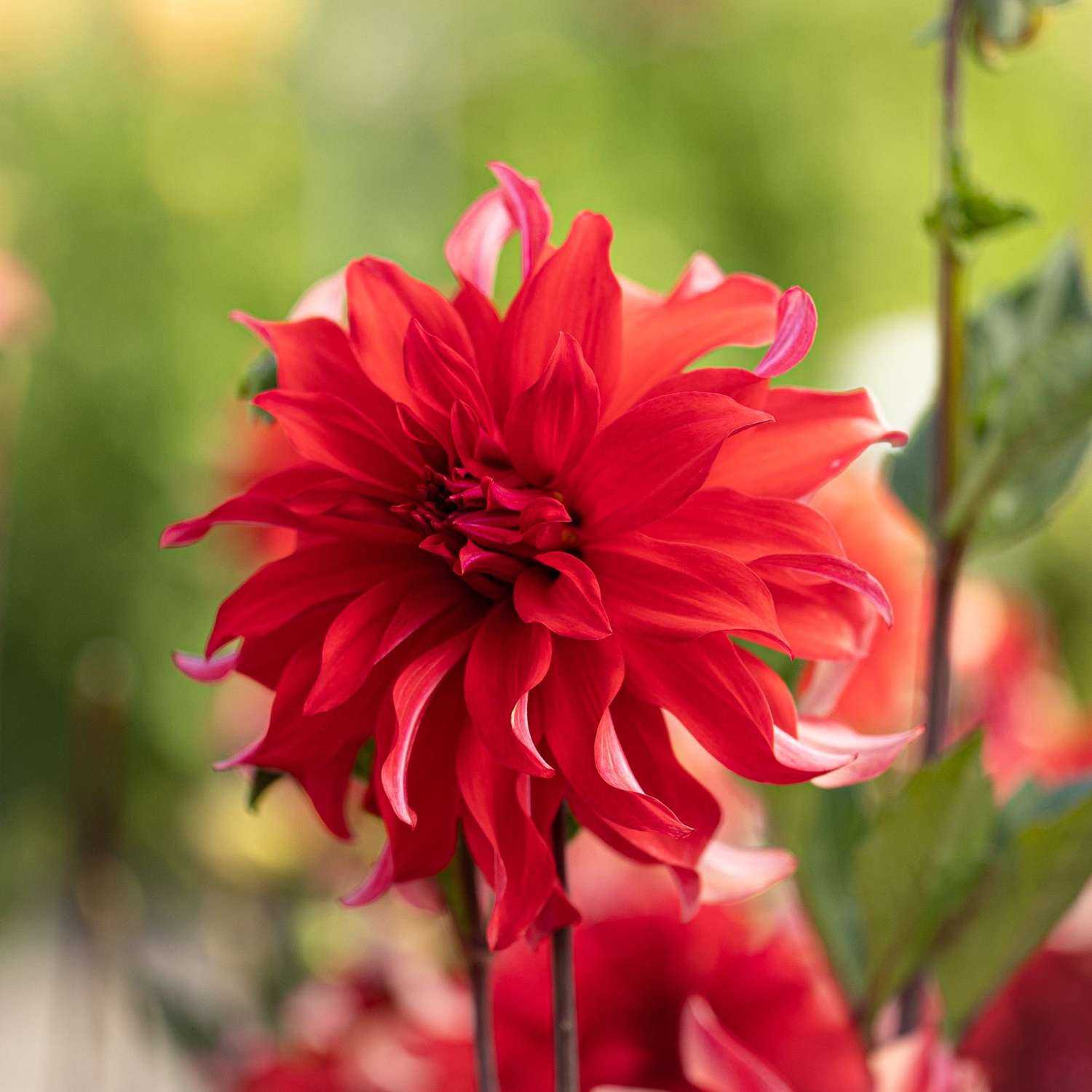 Dahlie 'Red Labyrinth'