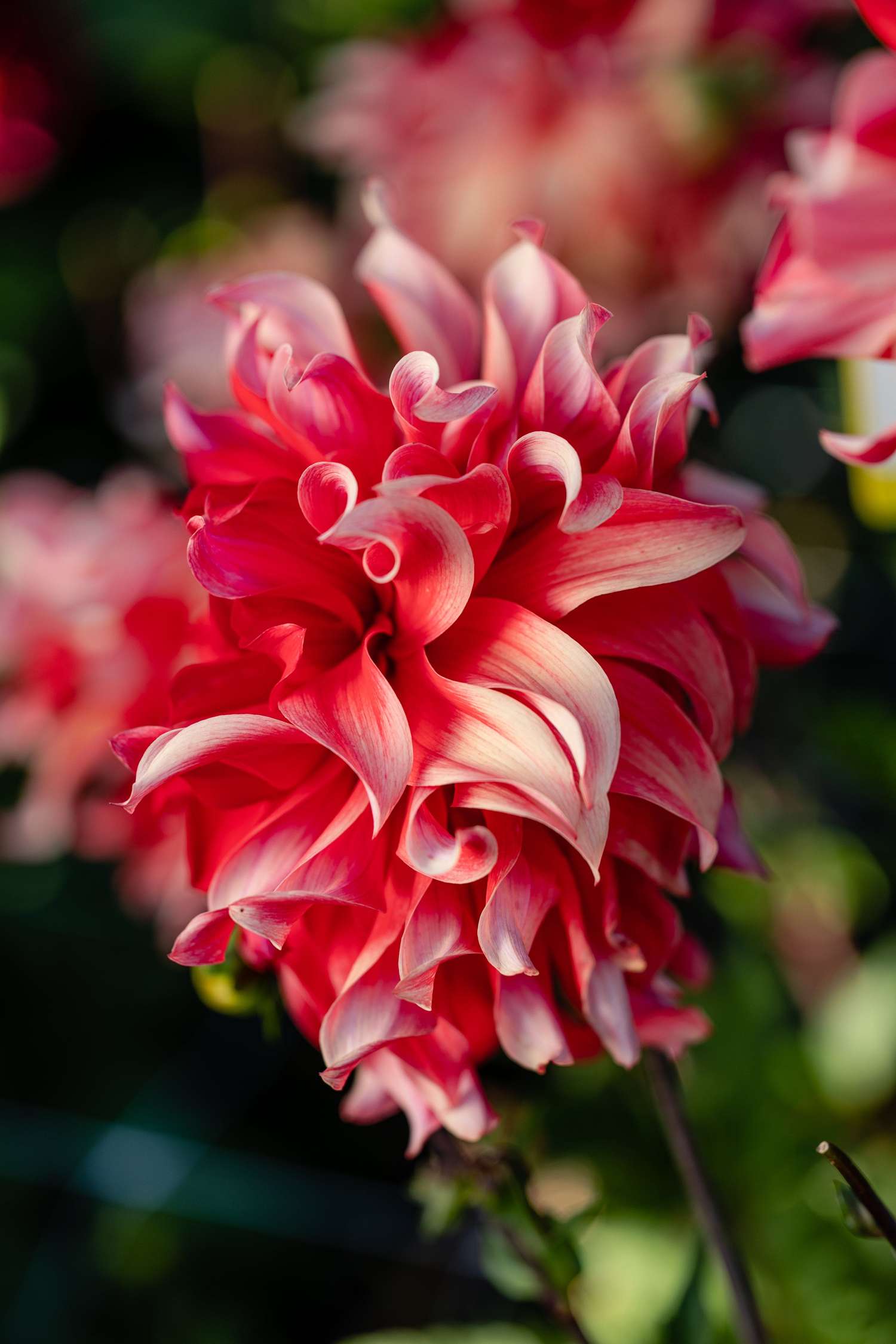 Dahlie 'Red Labyrinth'