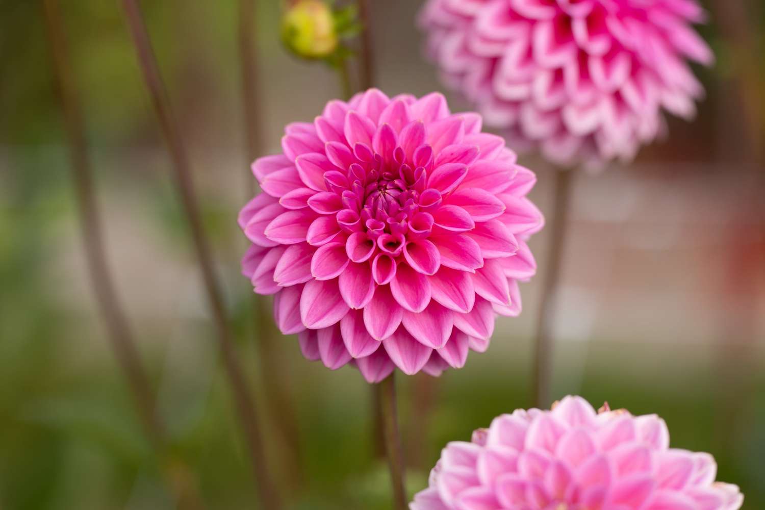 Dahlie ‘Sandra’ - Dahlia
