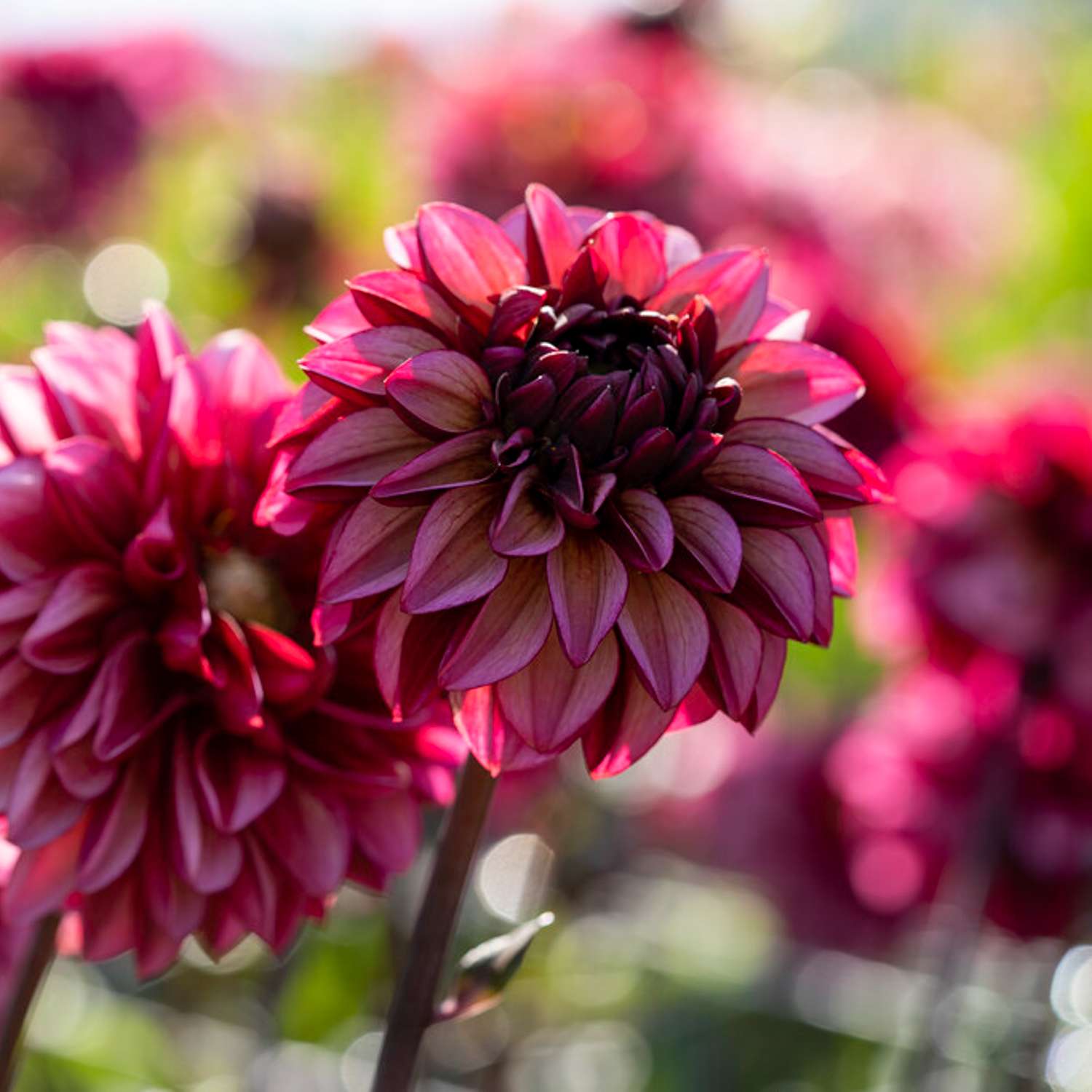 Dahlie ‘Senior’s Hope’ - Dahlia