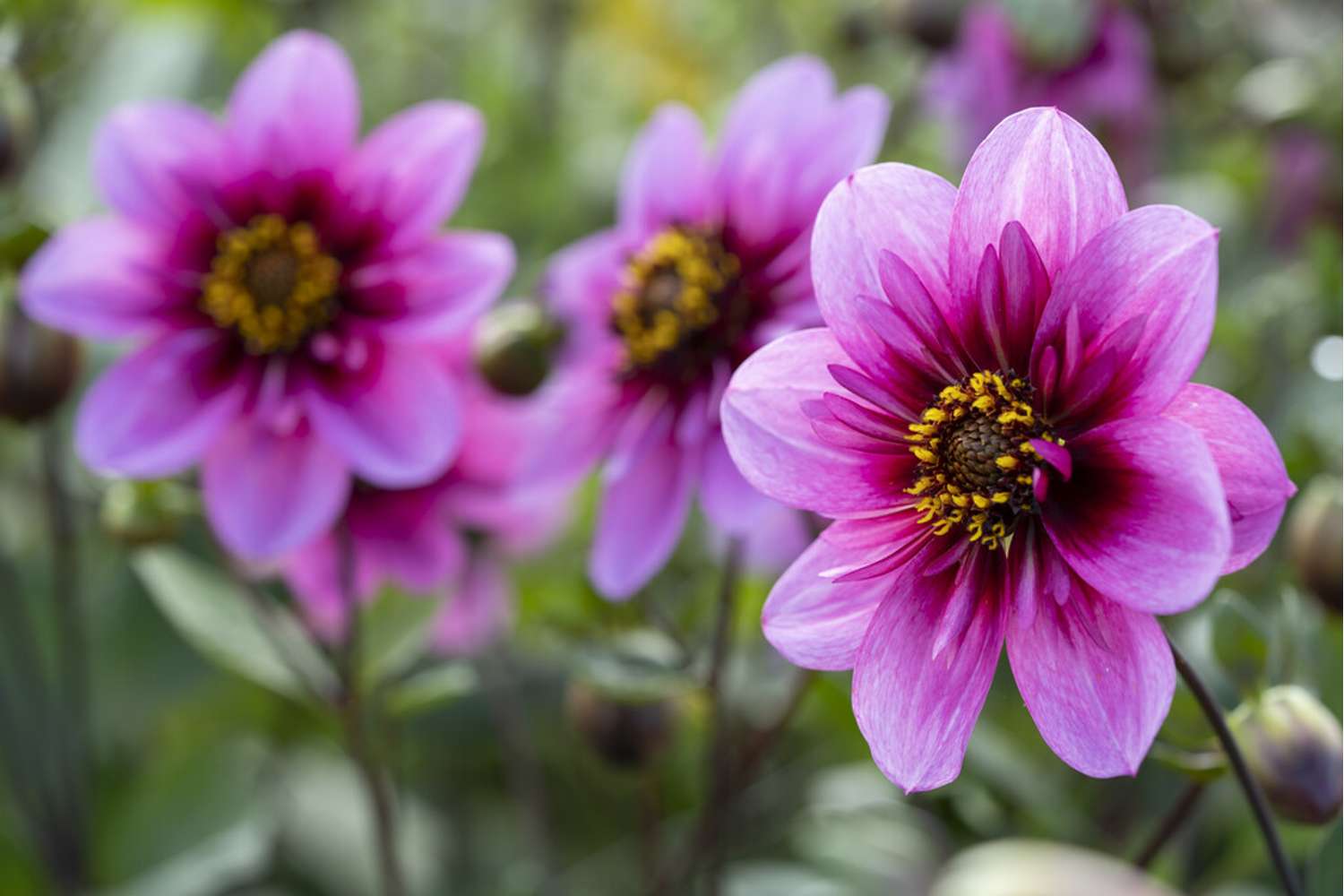 Dahlie ‘Skyfall’ - Dahlia