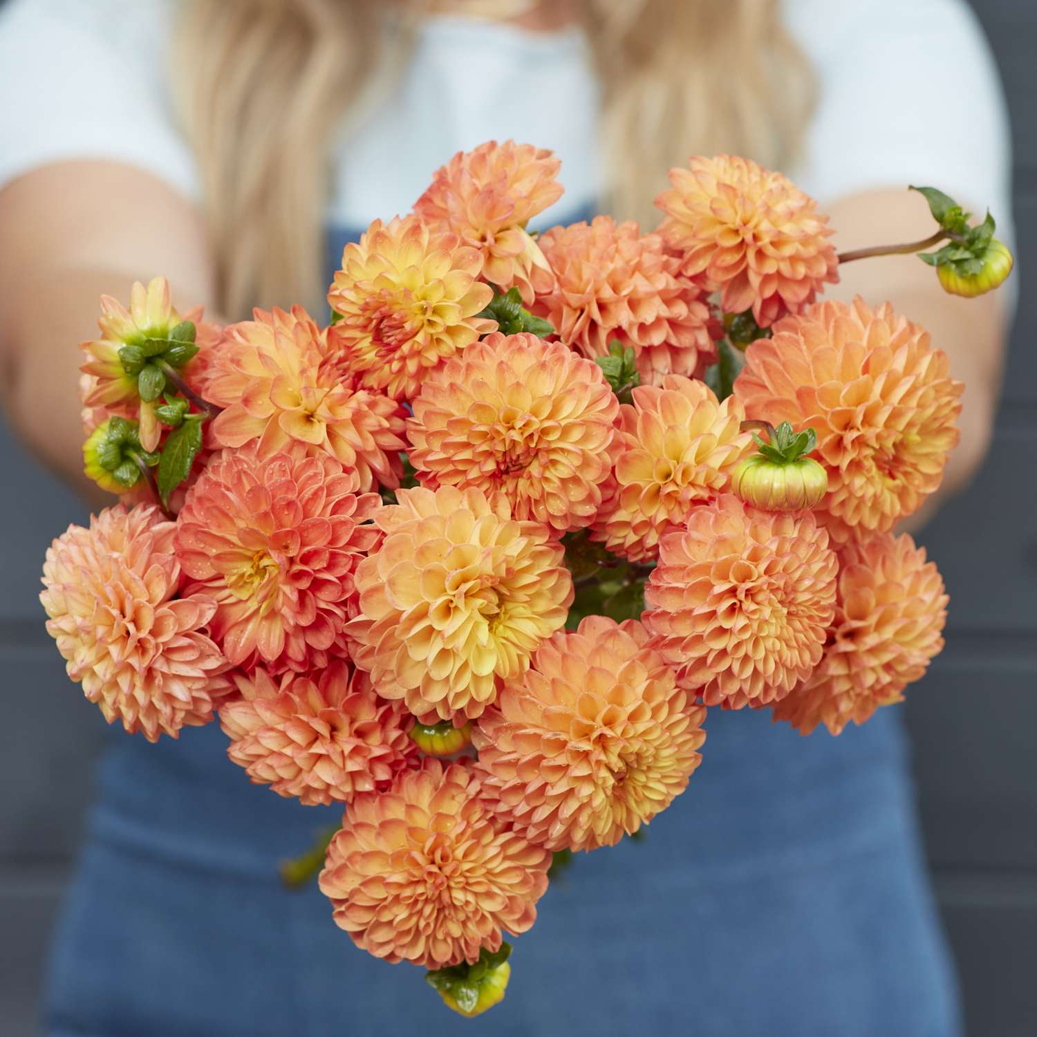 Dahlie ‘Souvenir d'Ete’