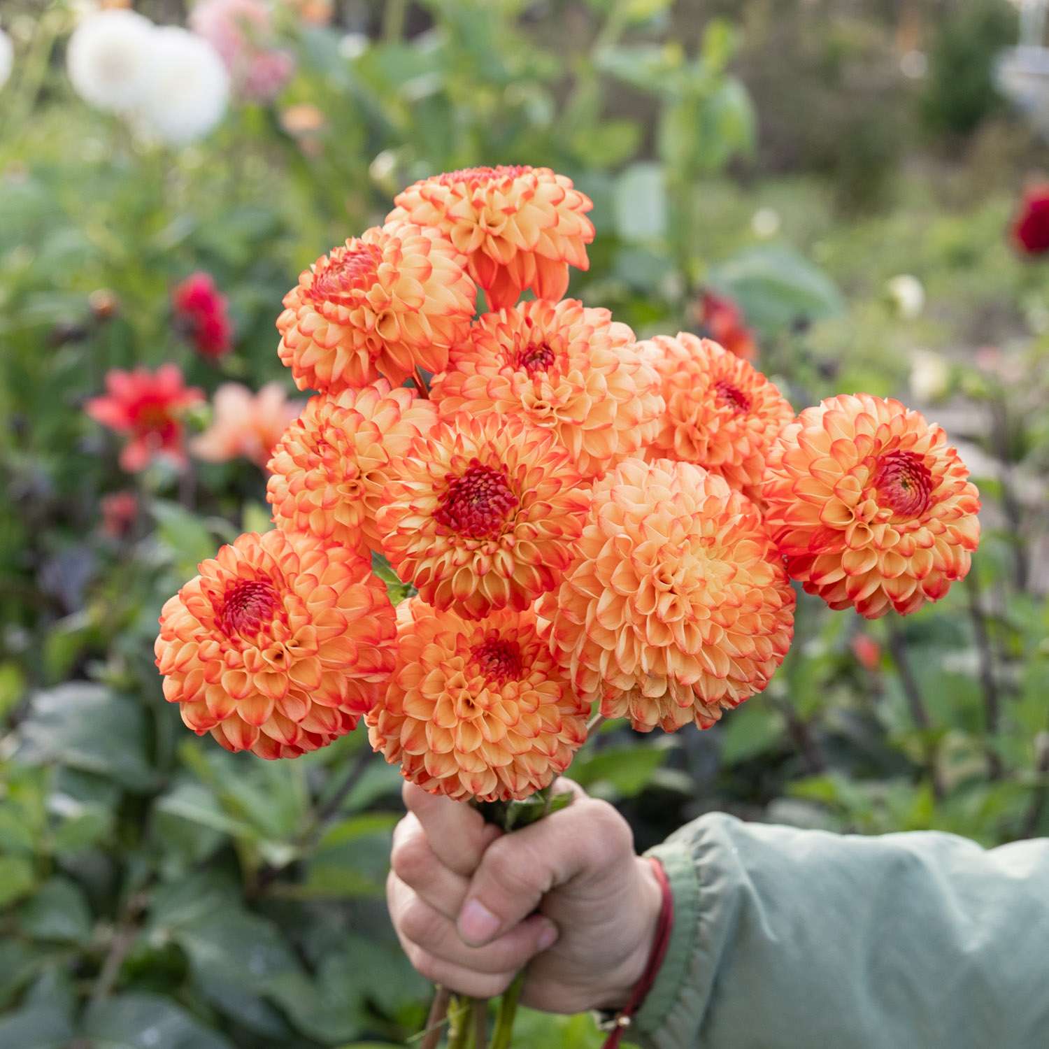 Dahlie ‘Souvenir d'Ete’