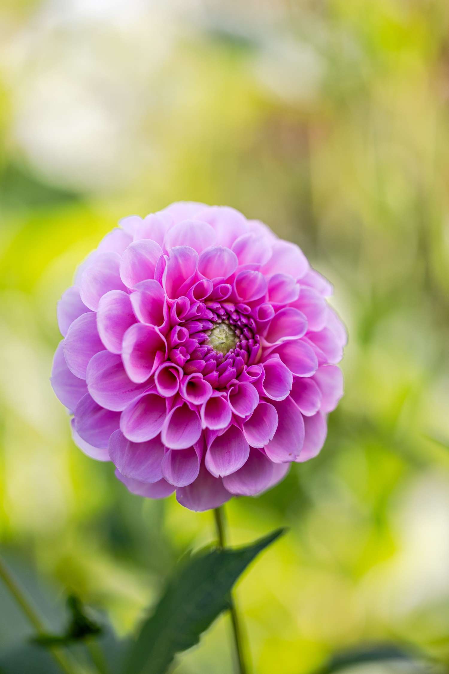 Dahlie 'Stolze Von Berlin'