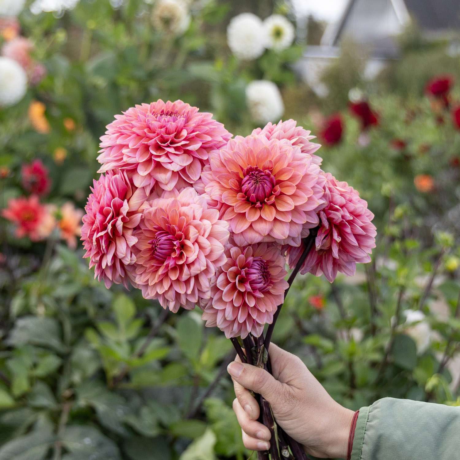 Dahlie 'Sweet Sanne'