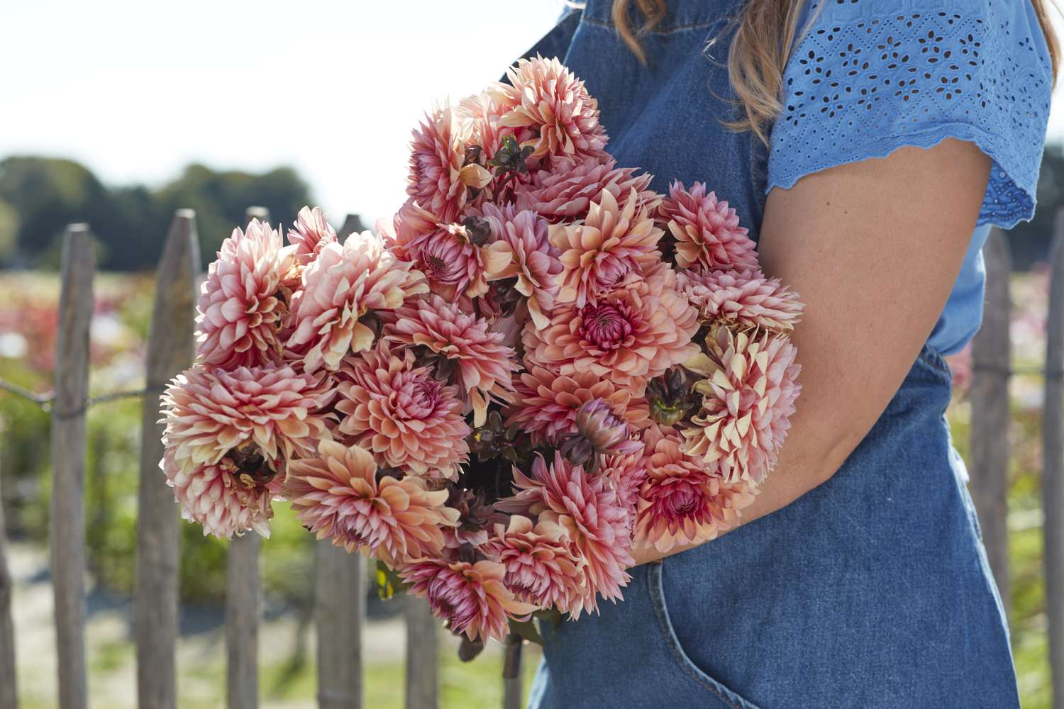 Dahlie 'Sweet Sanne'