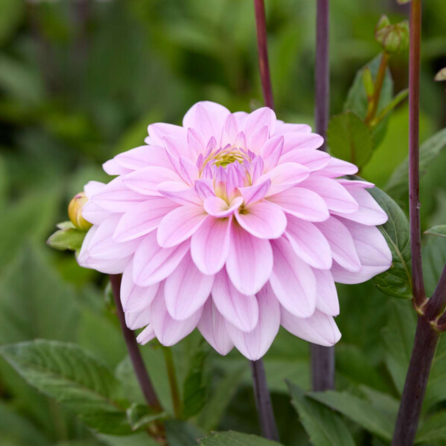 Dahlie ‘Sweet Surprise’ - Dahlia