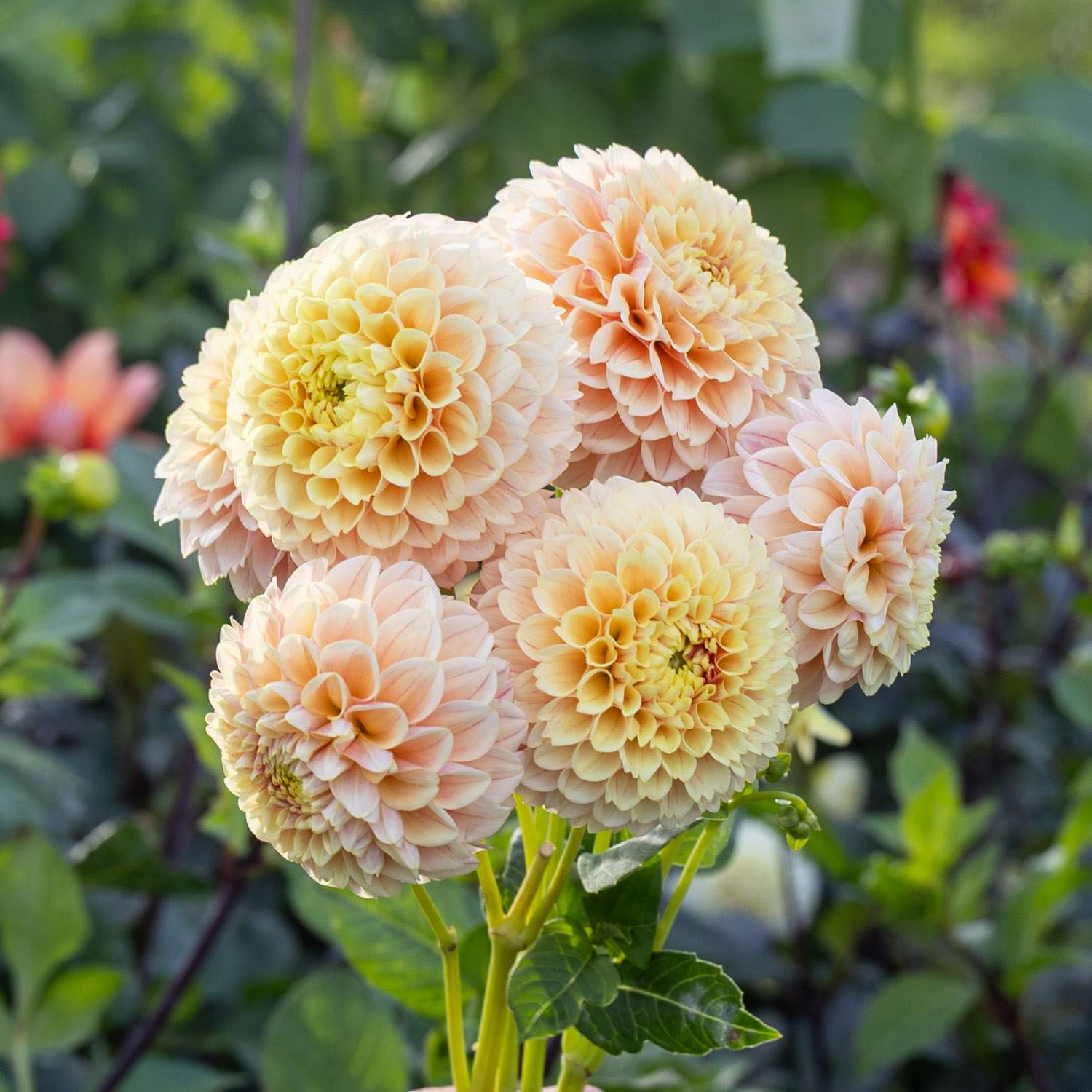 Dahlie 'Sweet Suzanne'