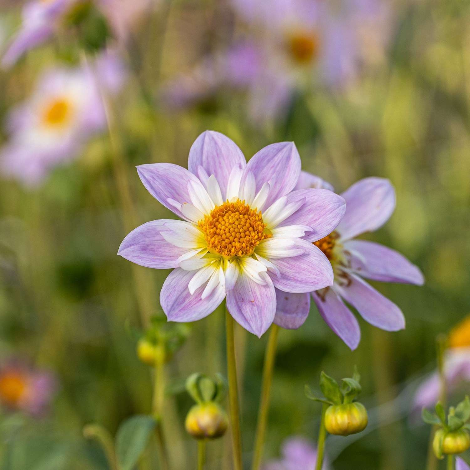 Dahlie 'Teesbrooke Audrey'