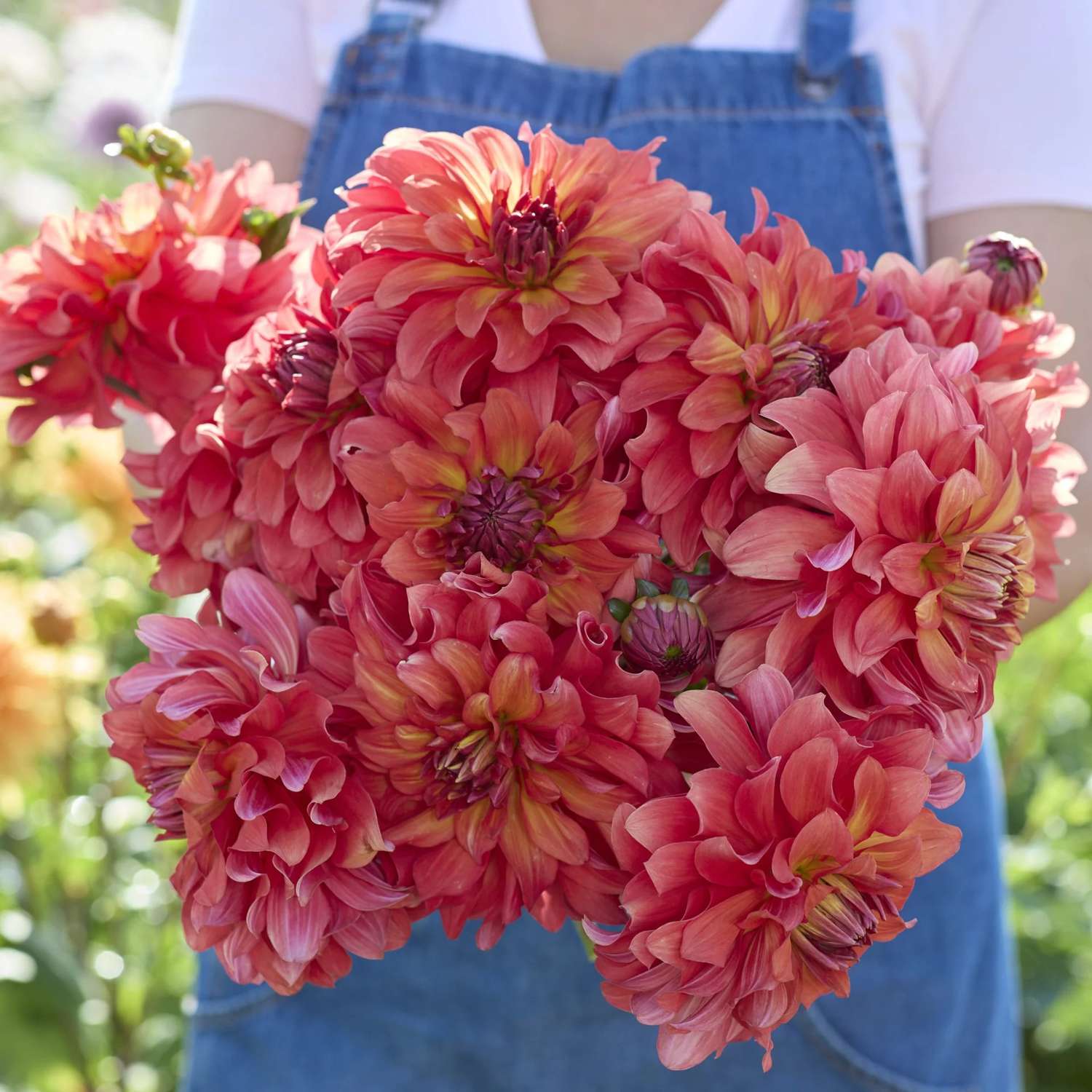 Dahlie ‘Titan Lighthouse’ - Dahlia