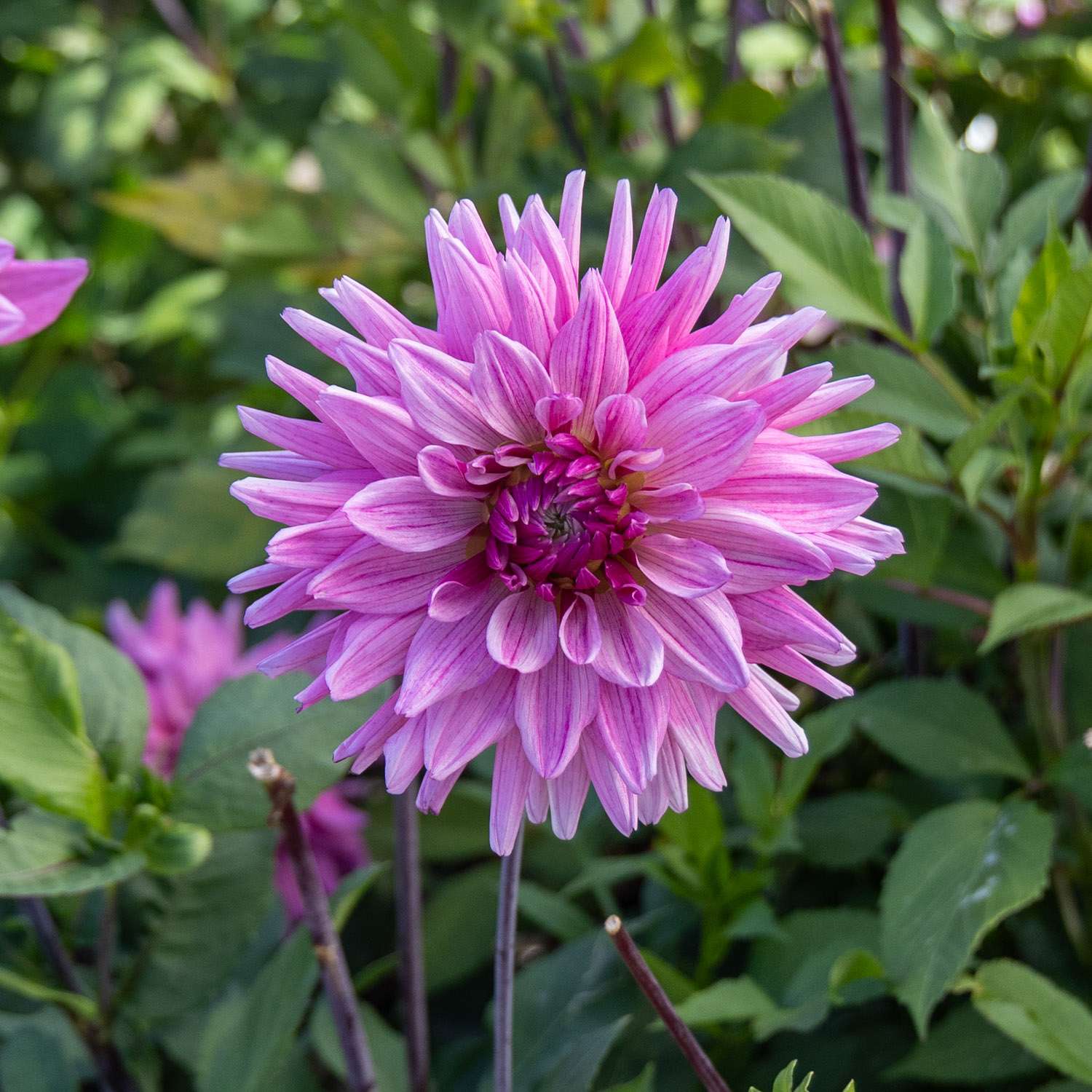 Dahlie ‘Titan Magenta’ - Dahlia