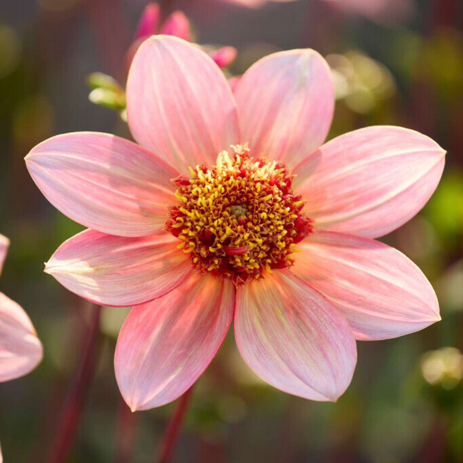 Dahlie 'Totally Tangerine'