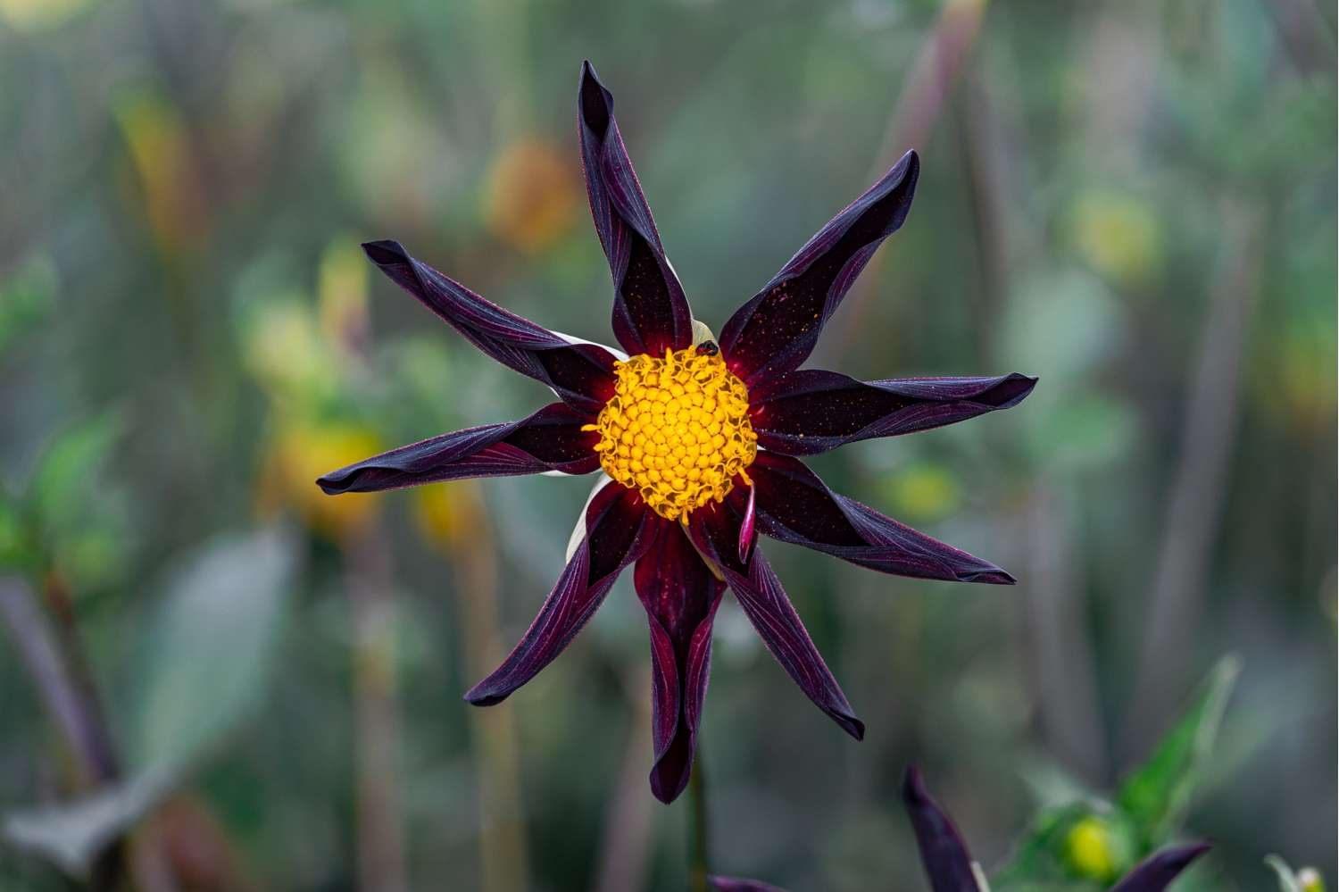 Dahlie 'Veronne´s Obsidian'