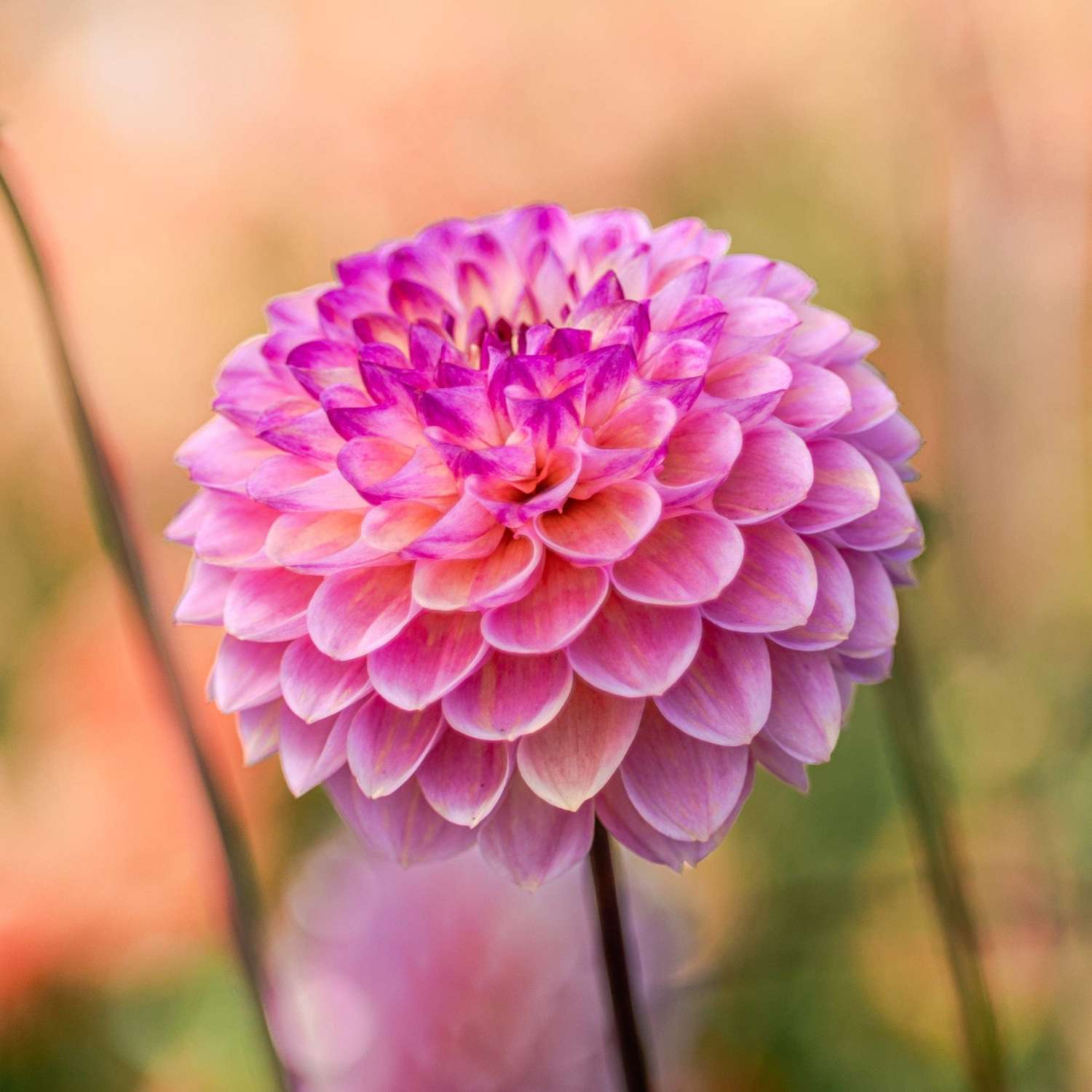 Dahlie 'Wine Eyed Jill'