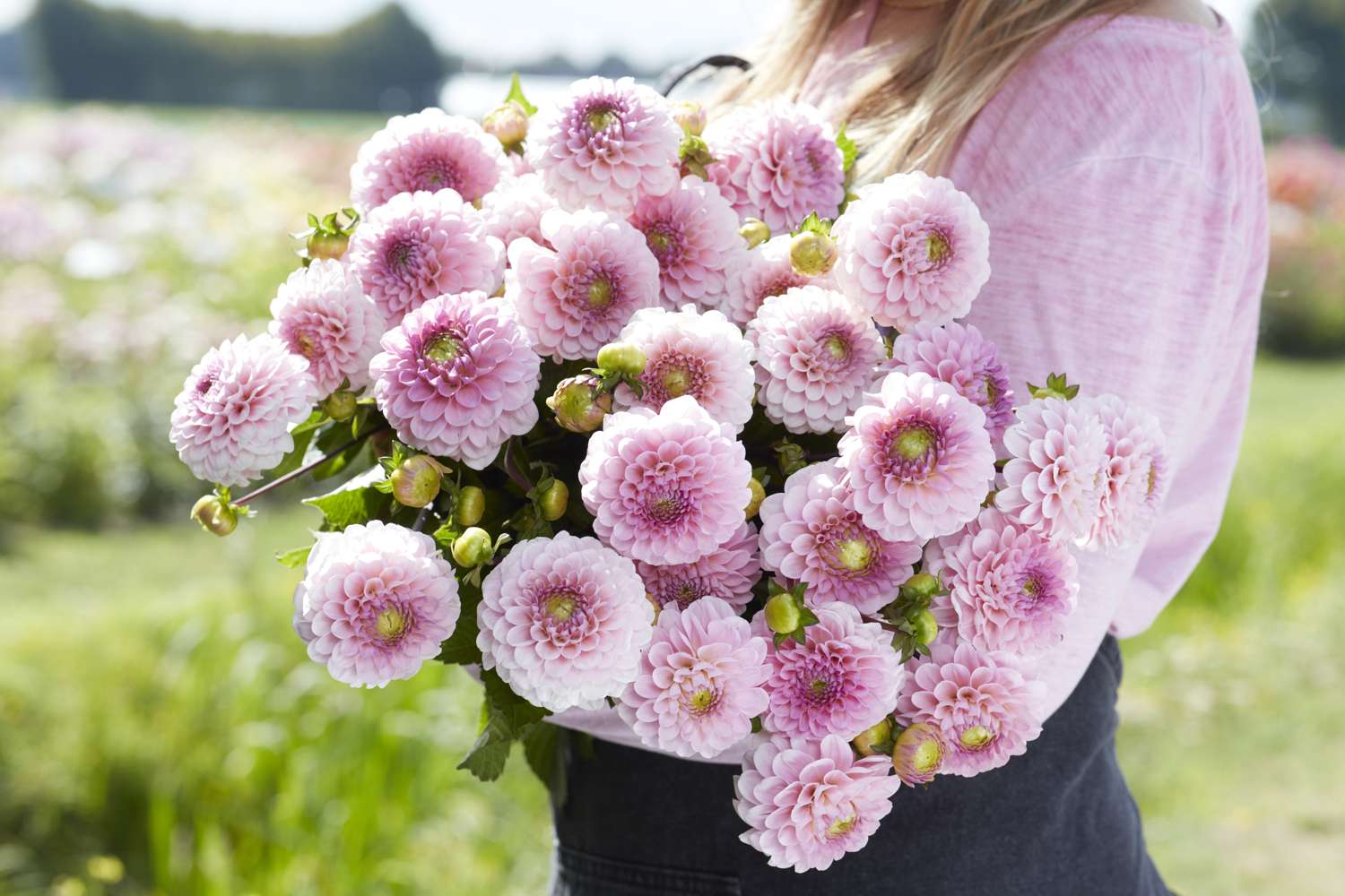 Dahlie 'Wizard of Oz'