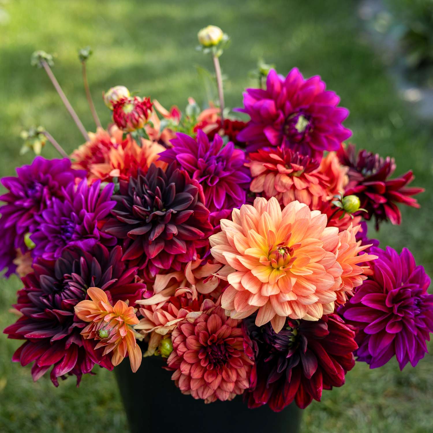 Dahlien - Kollektion 'Amber' - Dahlia