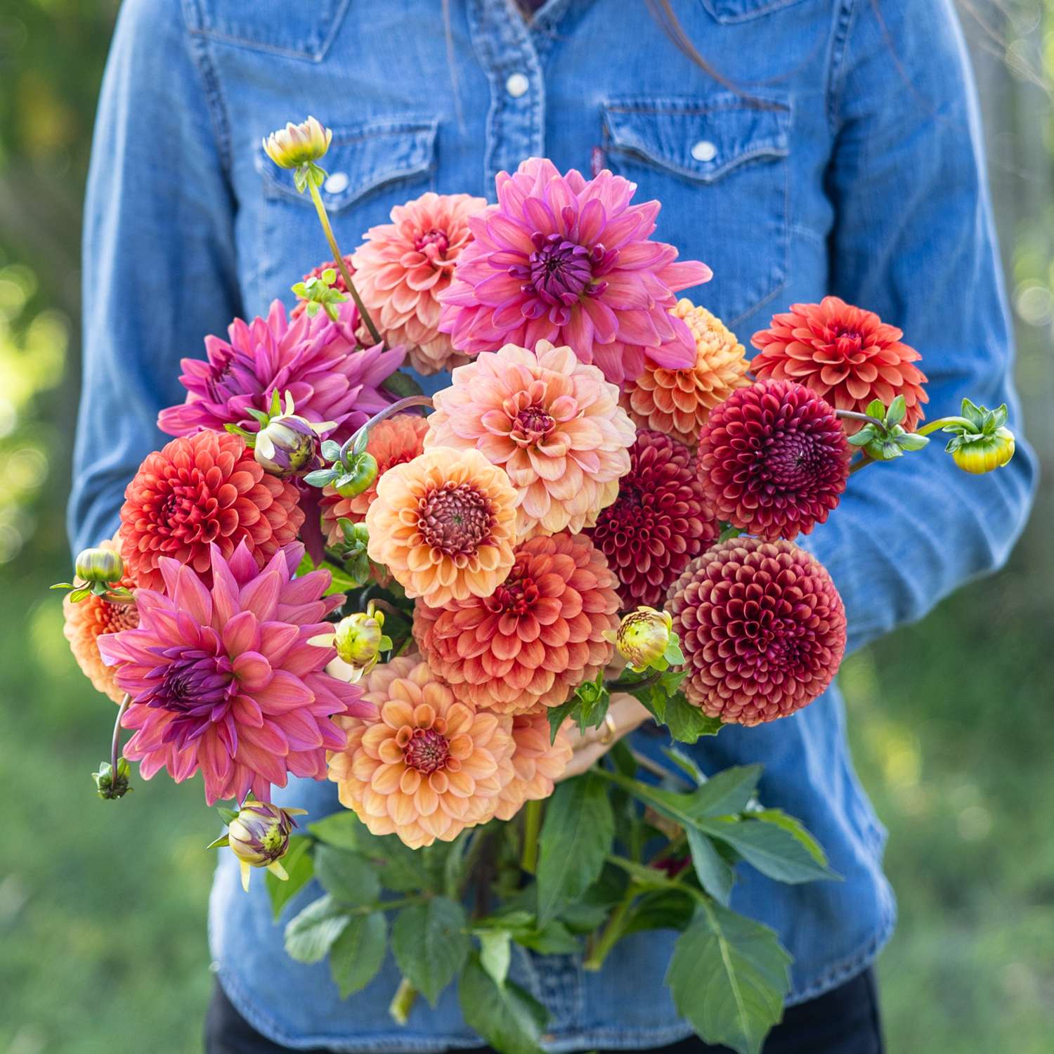 Dahlien - Kollektion 'Campari' - Dahlia