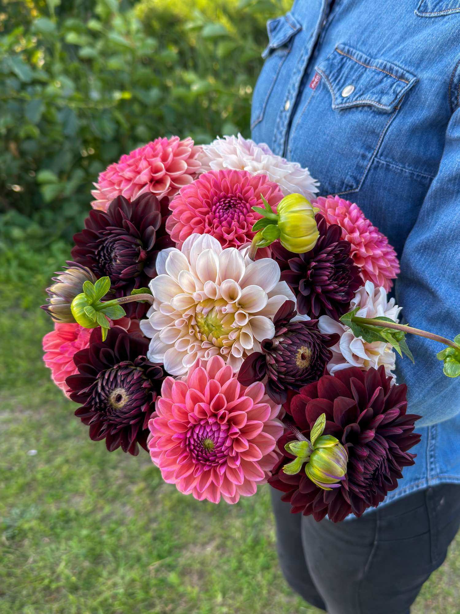 Dahlien - Kollektion 'Dark Hearth' - Dahlia