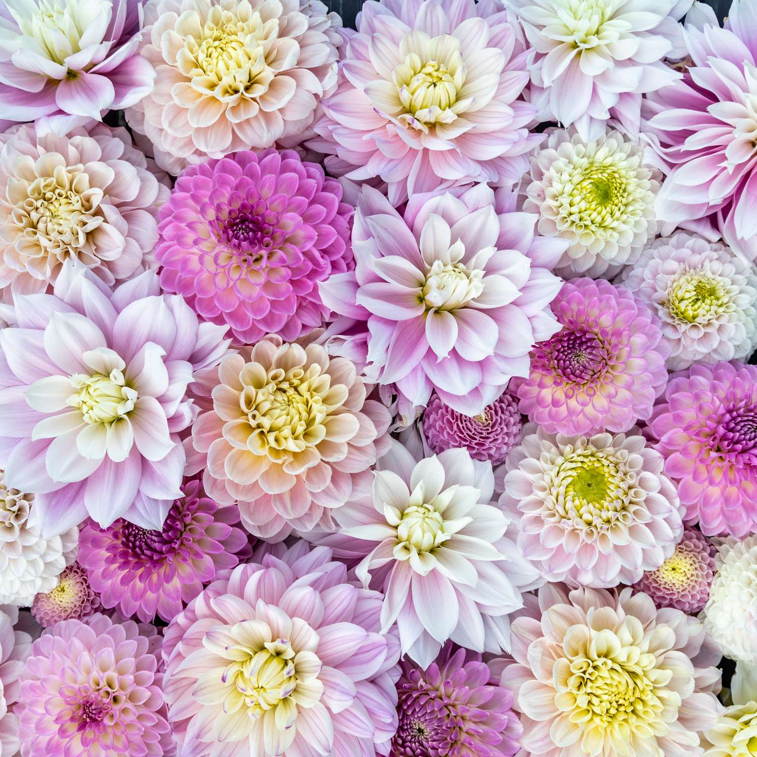 Dahlien - Kollektion 'Ivory Blush' - Dahlia