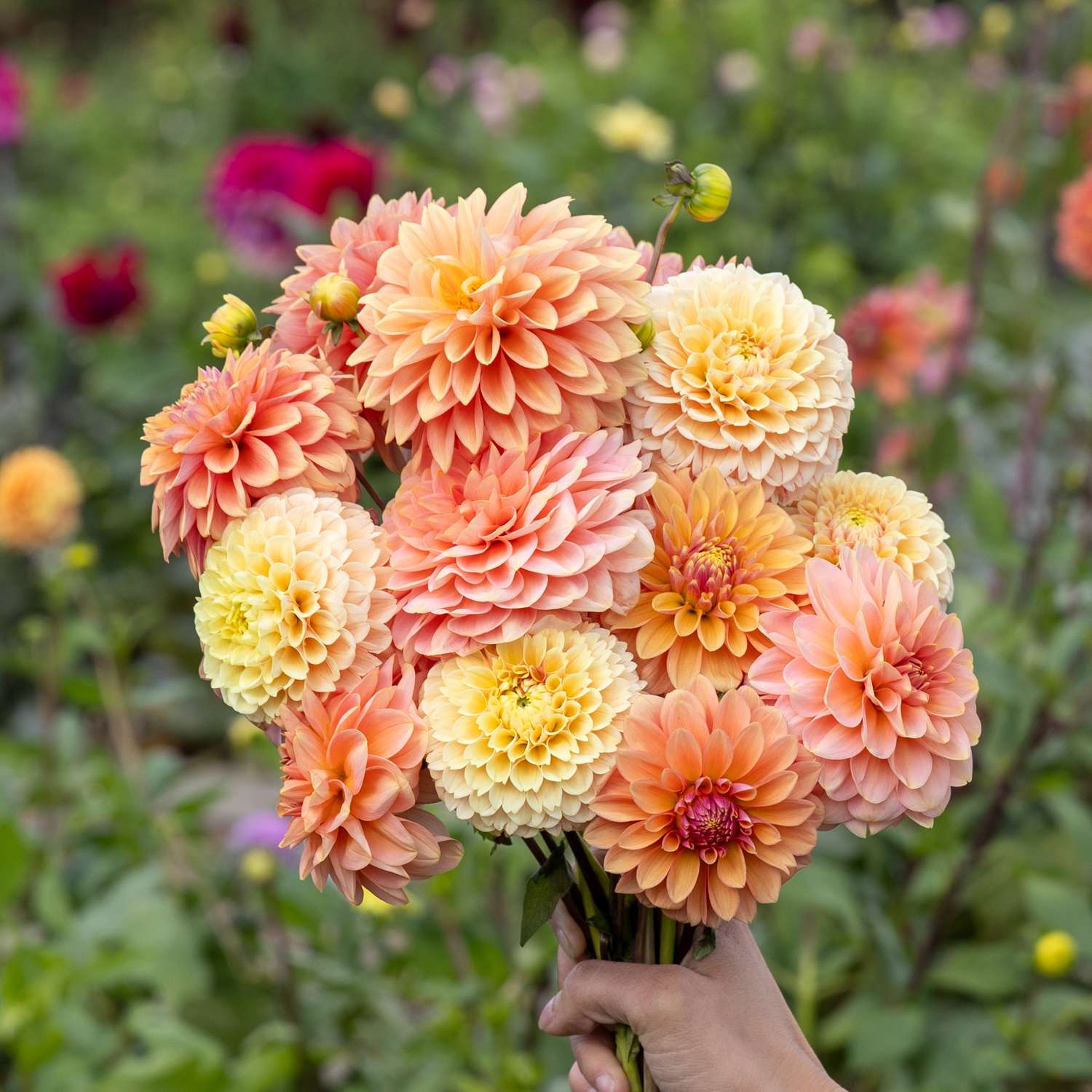 Dahlien - Kollektion 'Mango Crush' - Dahlia