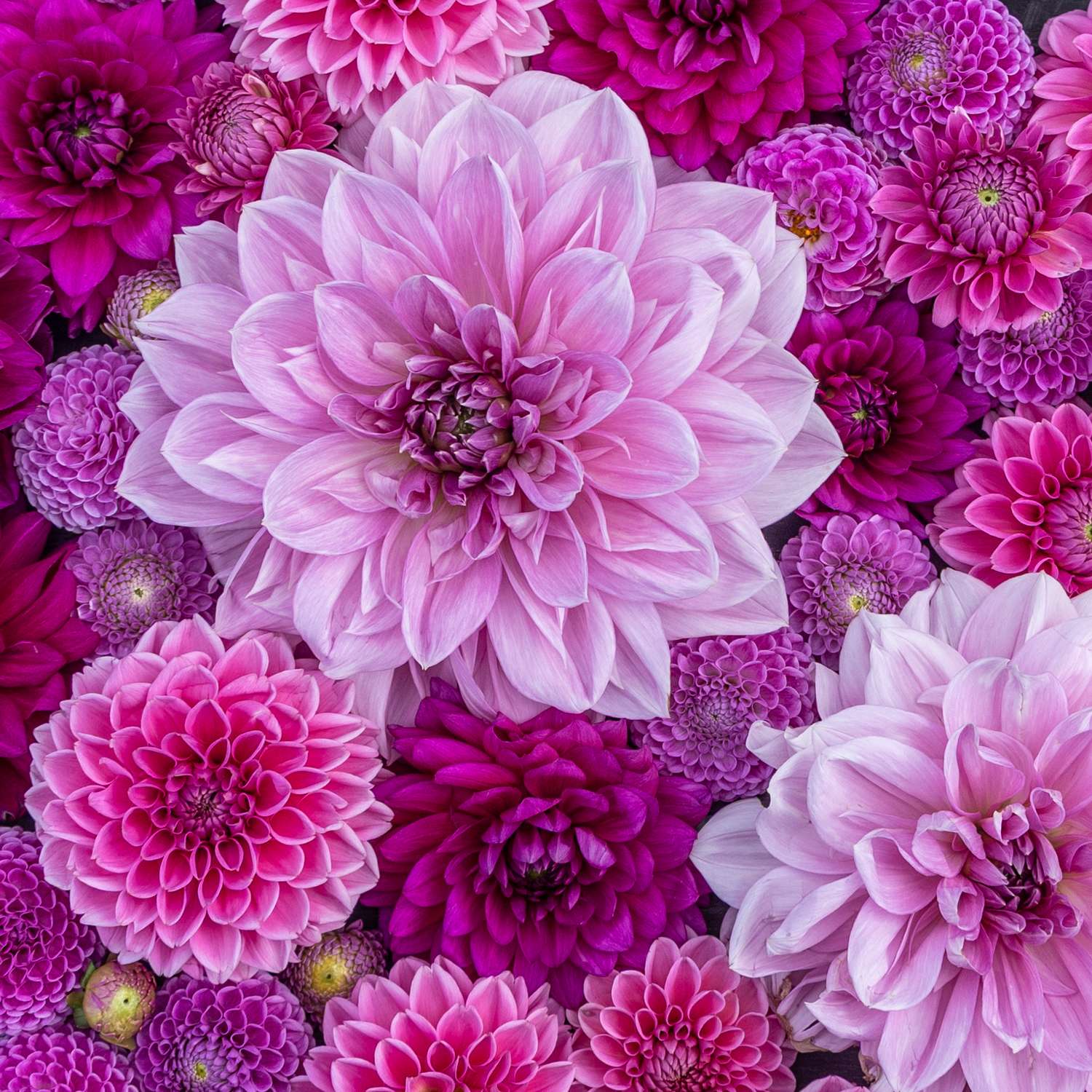 Dahlien - Kollektion 'Purple Favorites' - Dahlia