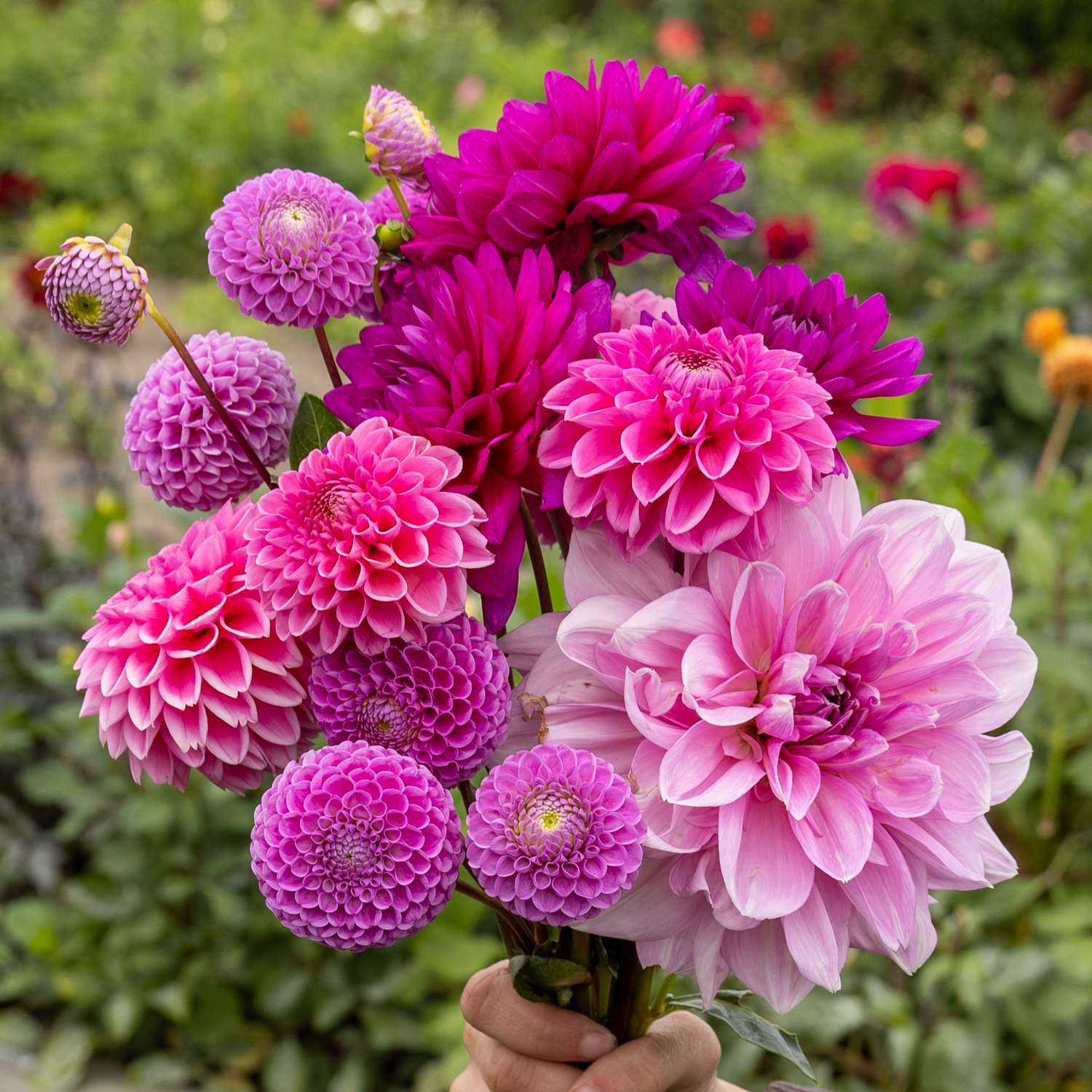 Dahlien - Kollektion 'Purple Favorites' - Dahlia