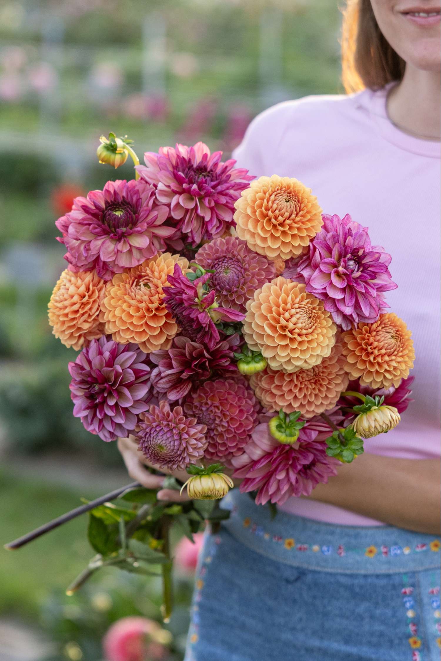 Dahlien - Kollektion 'Vintage Vibes' - Dahlia