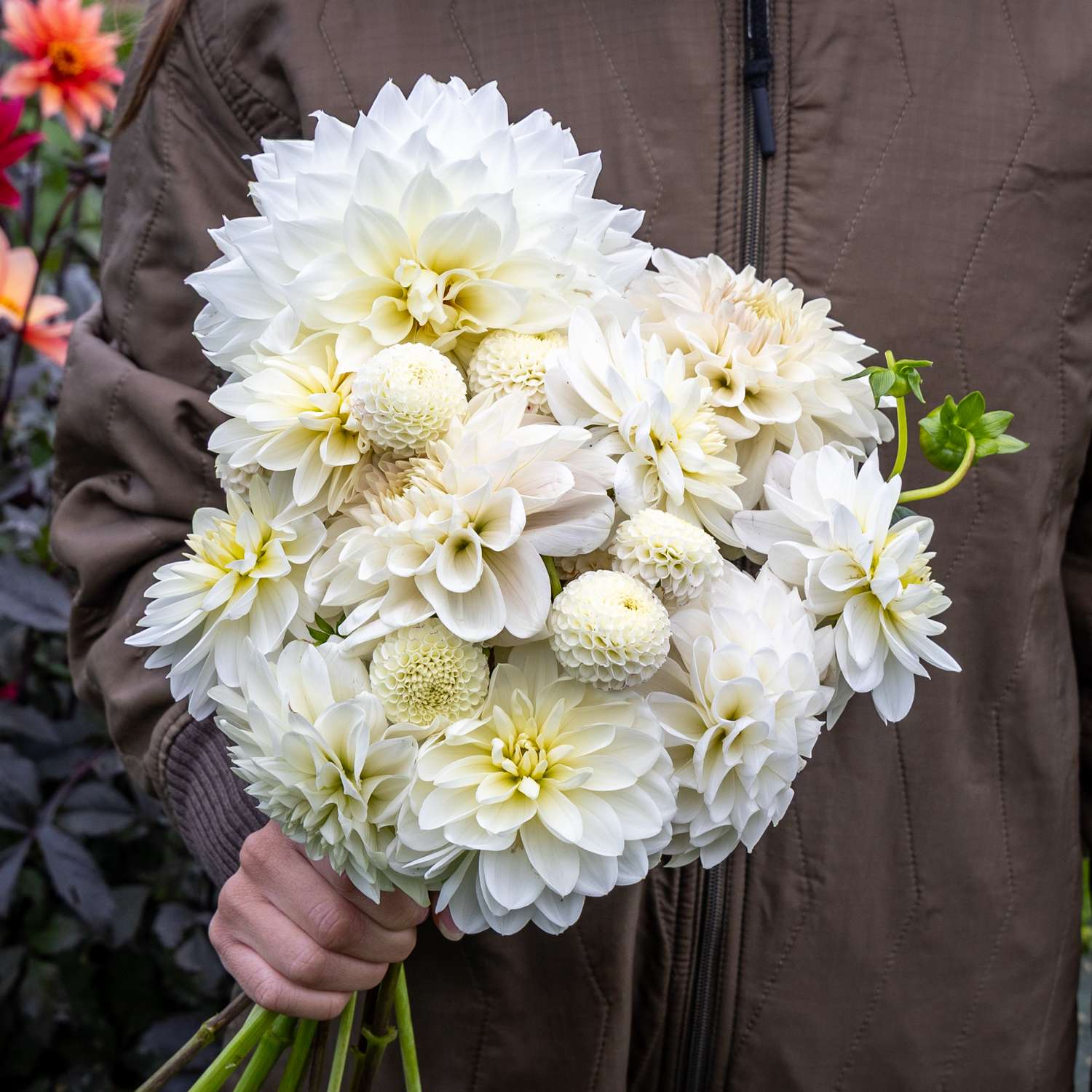 Dahlien - Kollektion 'White Favorites' - Dahlia