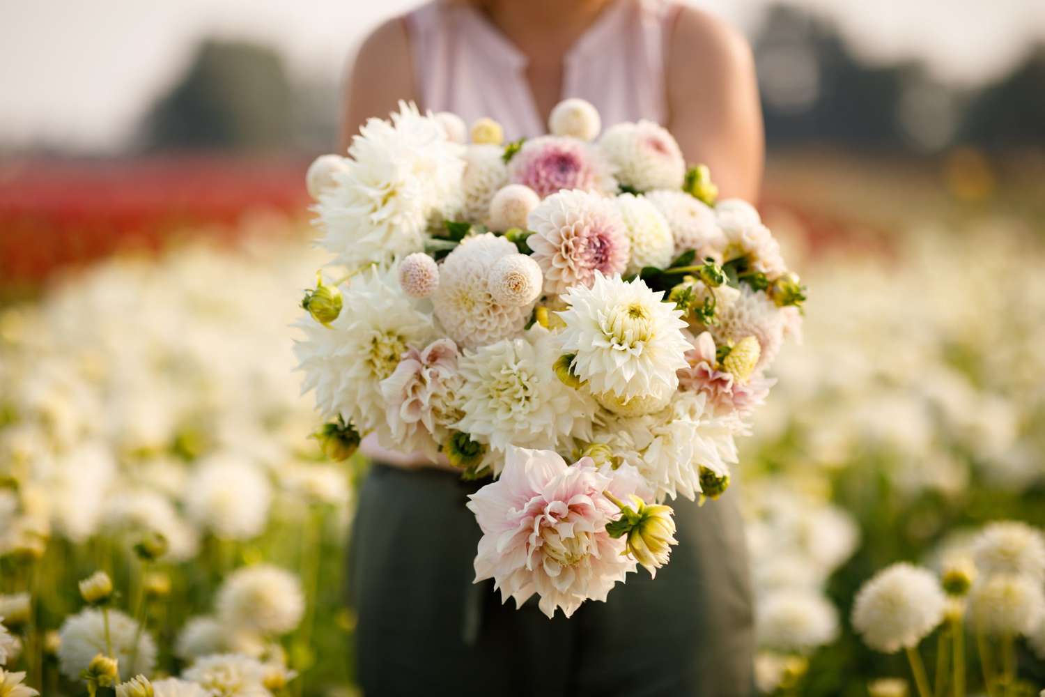 Dahlien Mix ‘Anna’