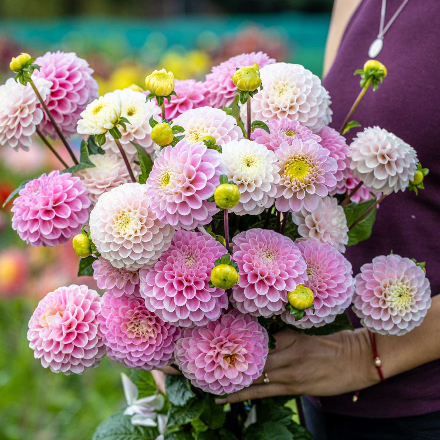 Dahlien Mix 'Cotton Candy'