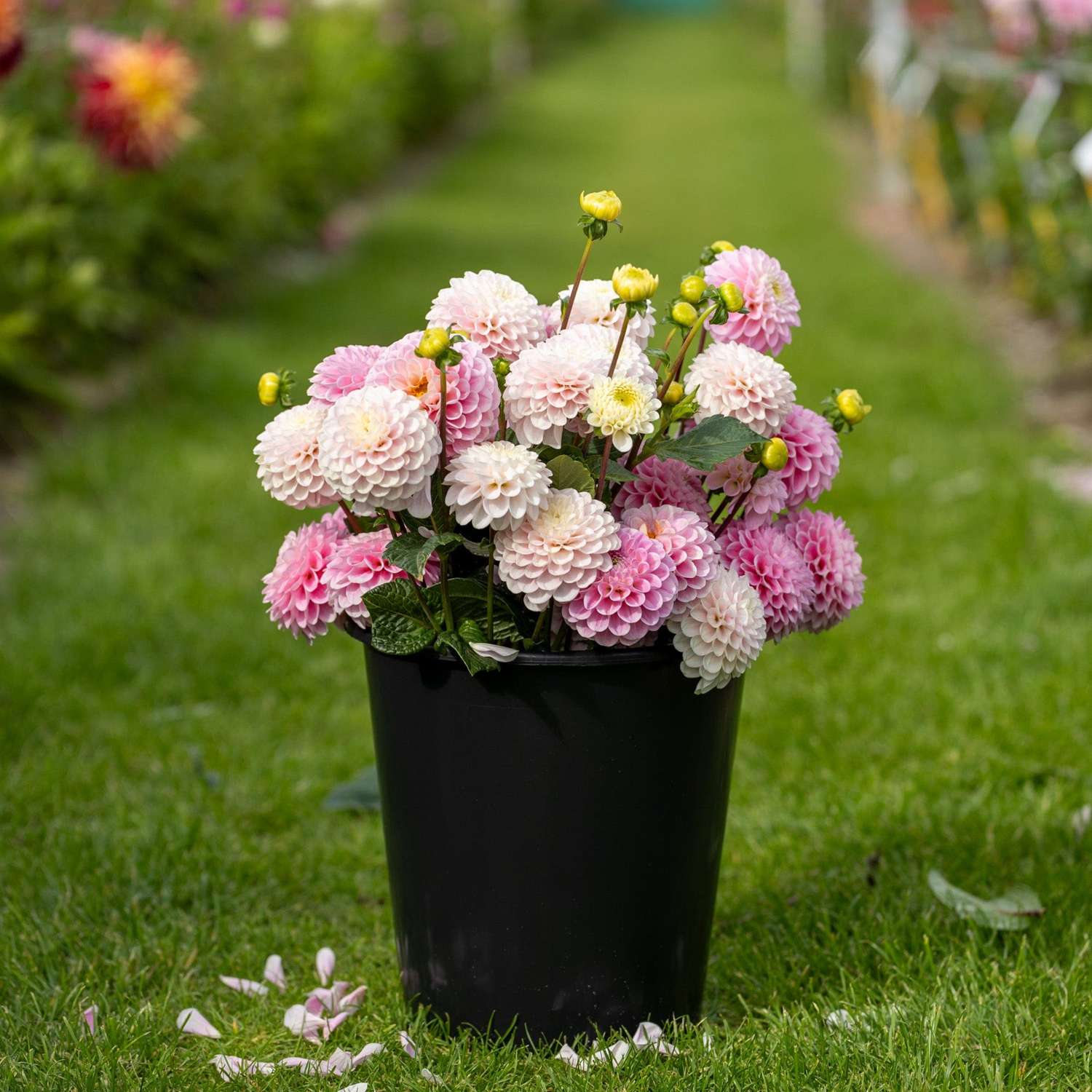 Dahlien Mix 'Cotton Candy'