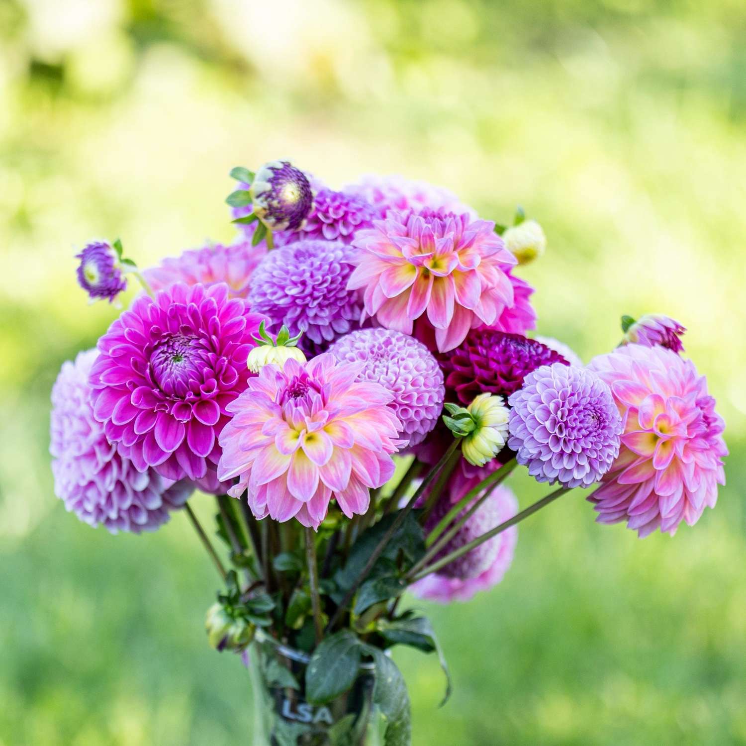 Dahlien Mix 'Crown Jewels'