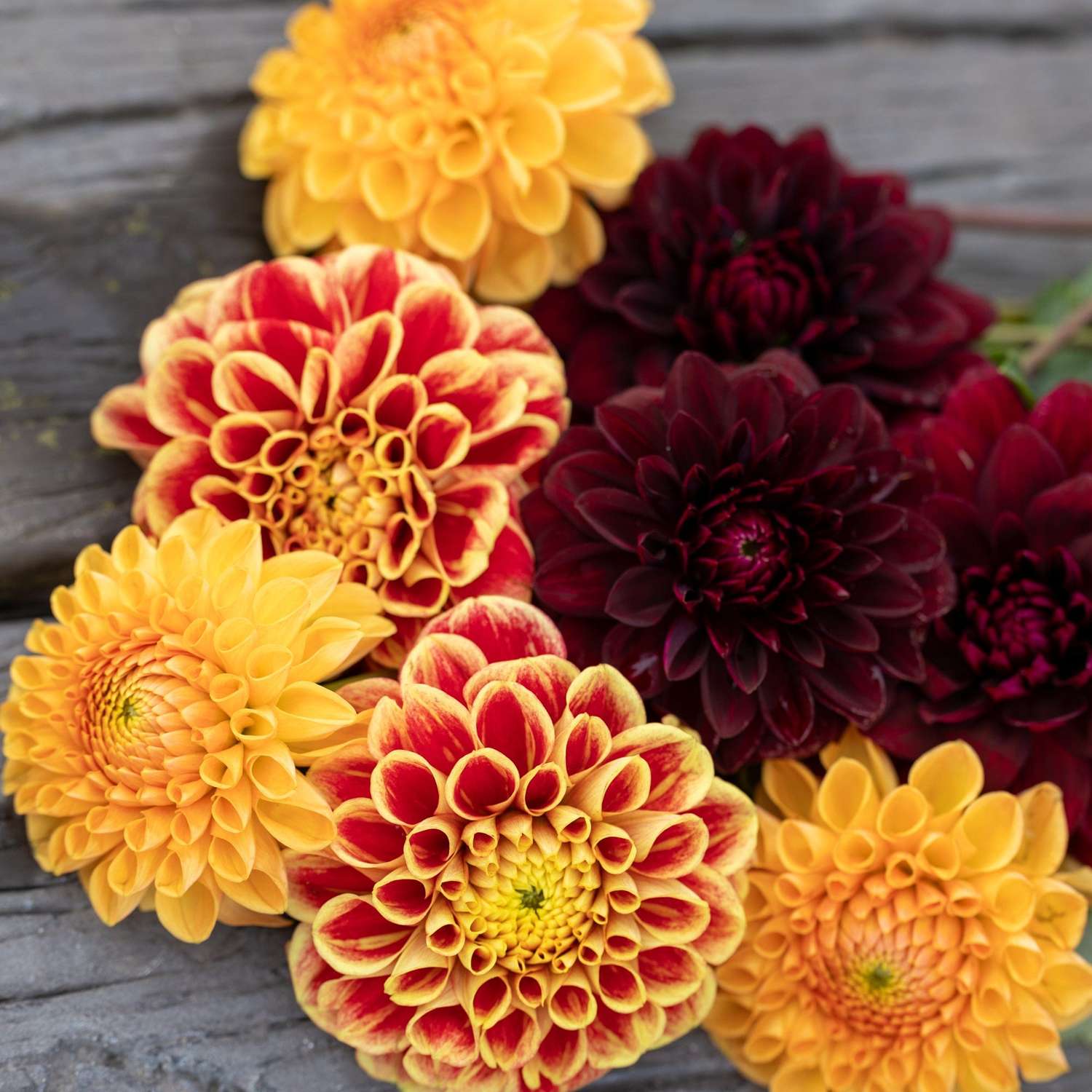 Dahlien Mix 'Dazzling Dusk'