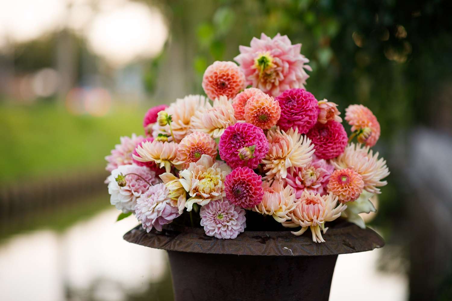 Dahlien Mix 'Deborah’