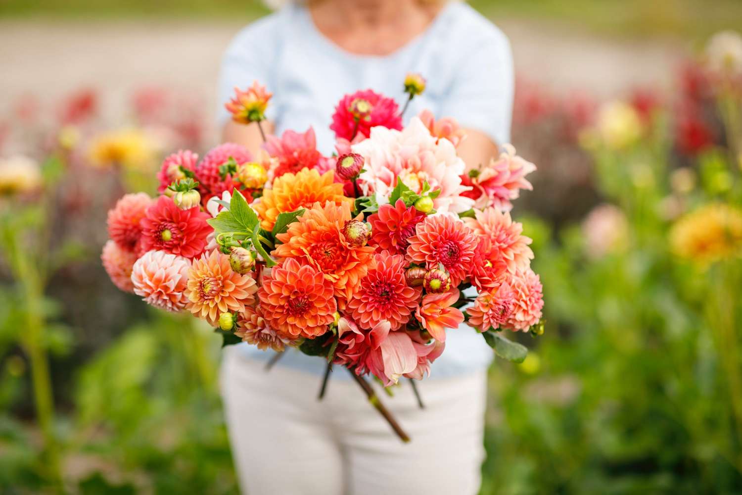 Dahlien Mix 'Jennifer'