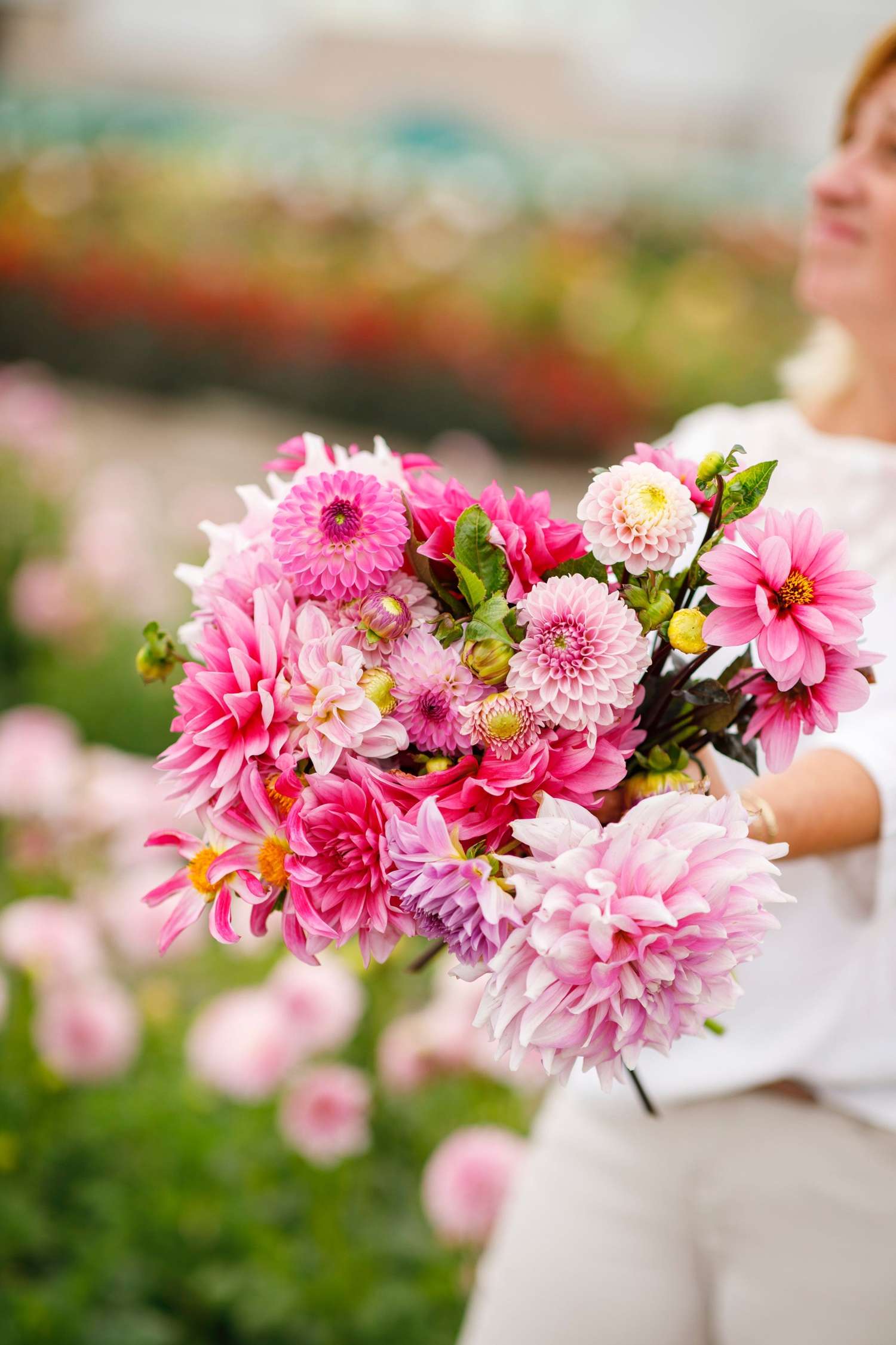 Dahlien Mix ‘Karen’