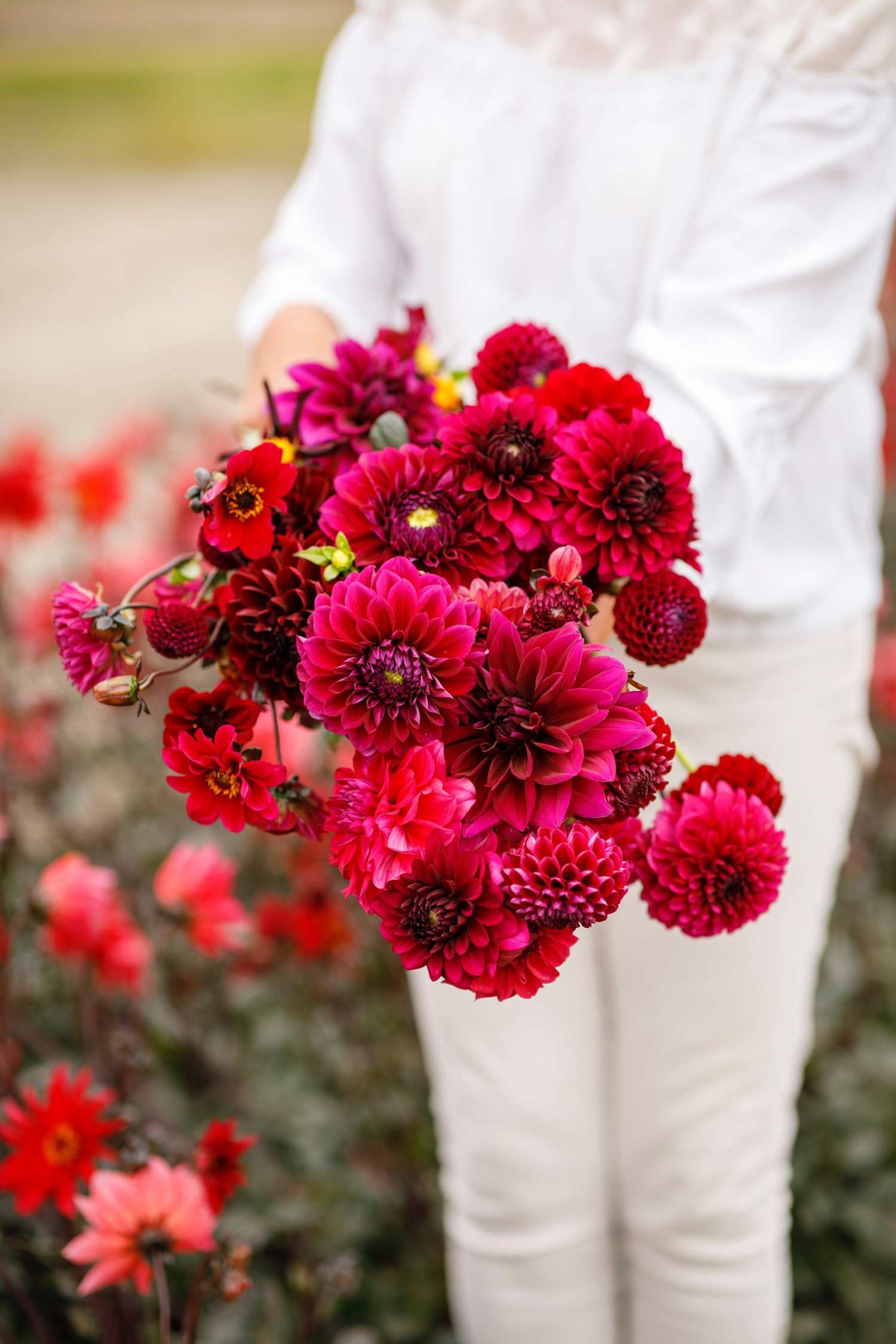 Dahlien Mix ‘Kathrine’