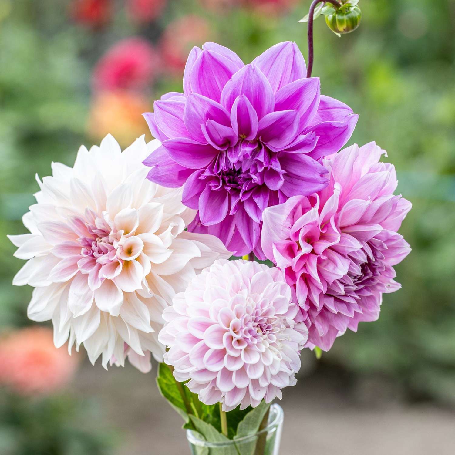 Dahlien Mix 'Lilac Latte'