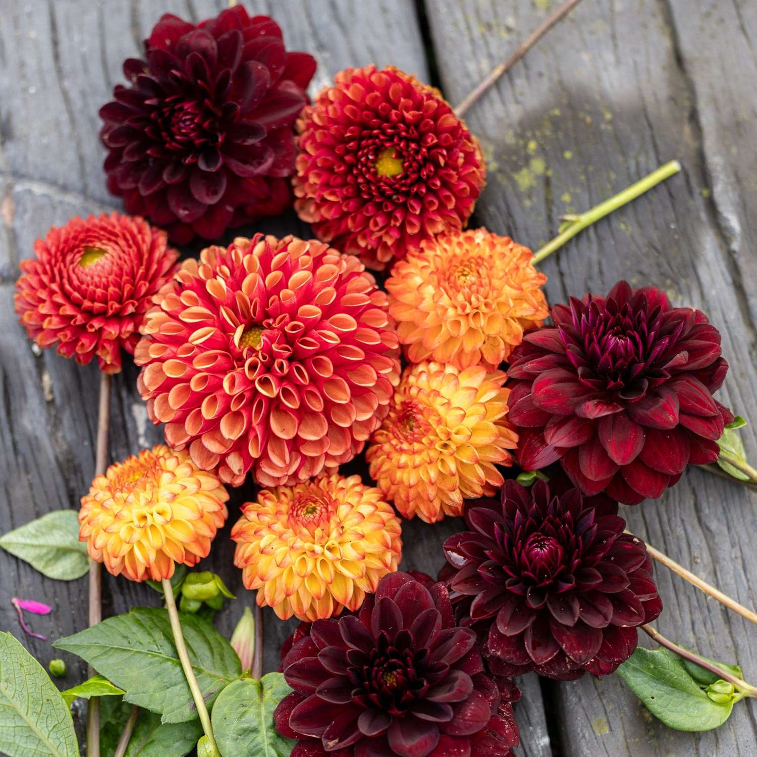 Dahlien Mix 'Orange Chateau'