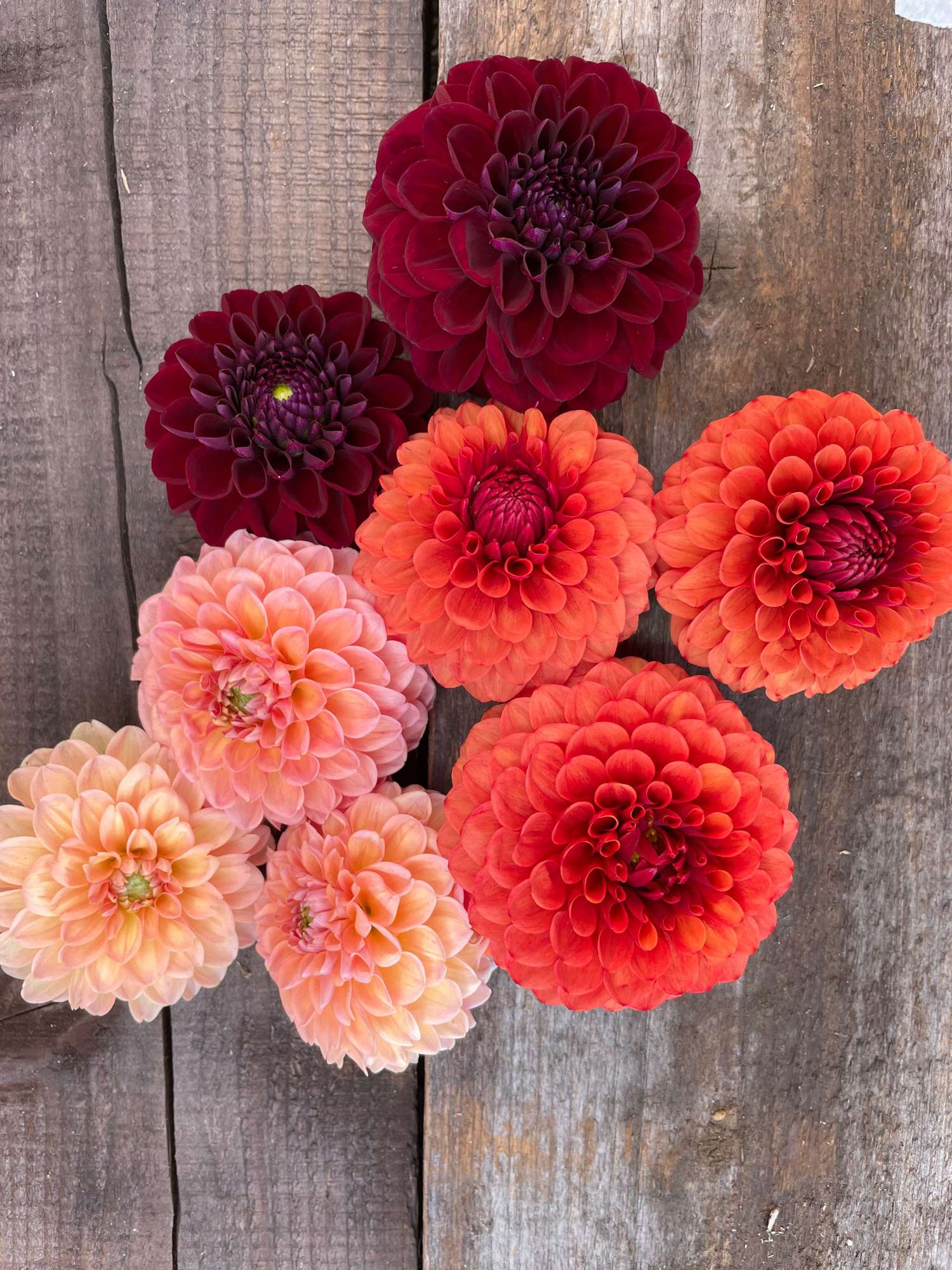 Dahlien Mix ‘Passion’