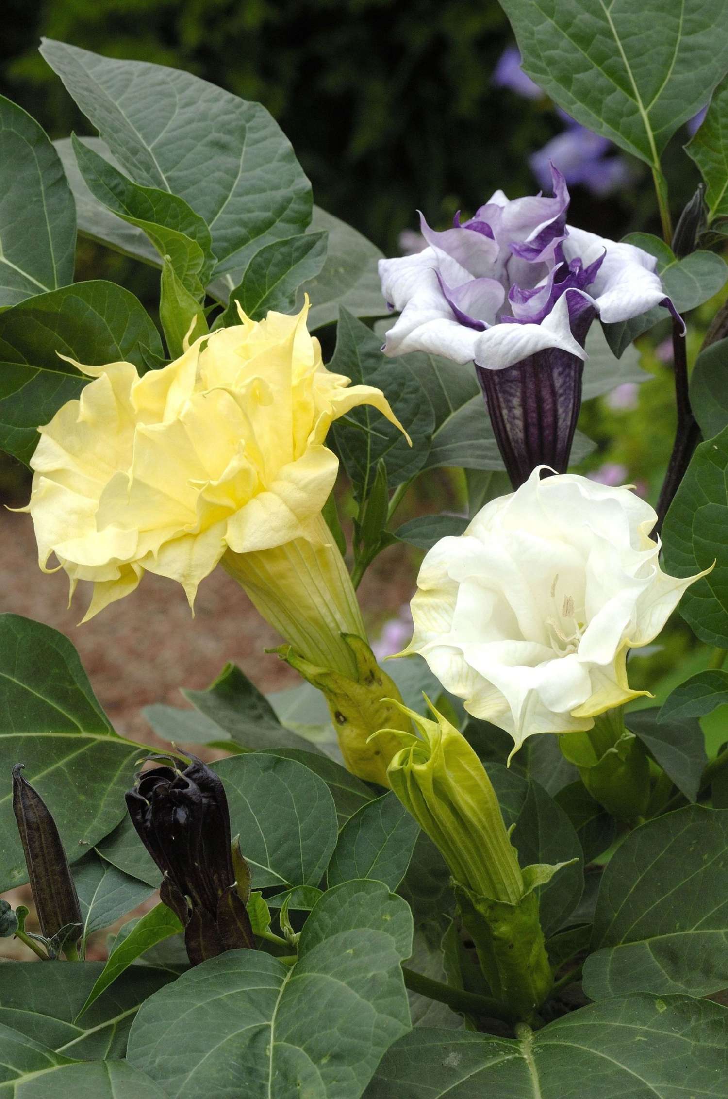 Datura metel 'Ballerina Formula Mixture' (Samen)