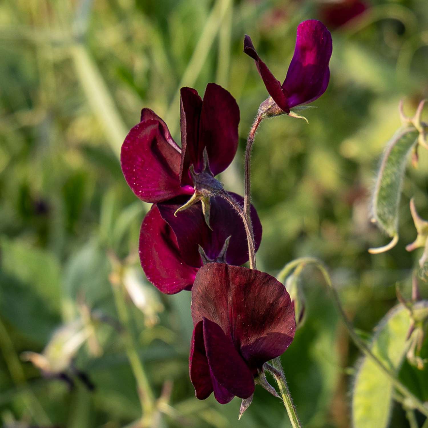 Duftwicke 'Elegance Burgundy' (Samen)