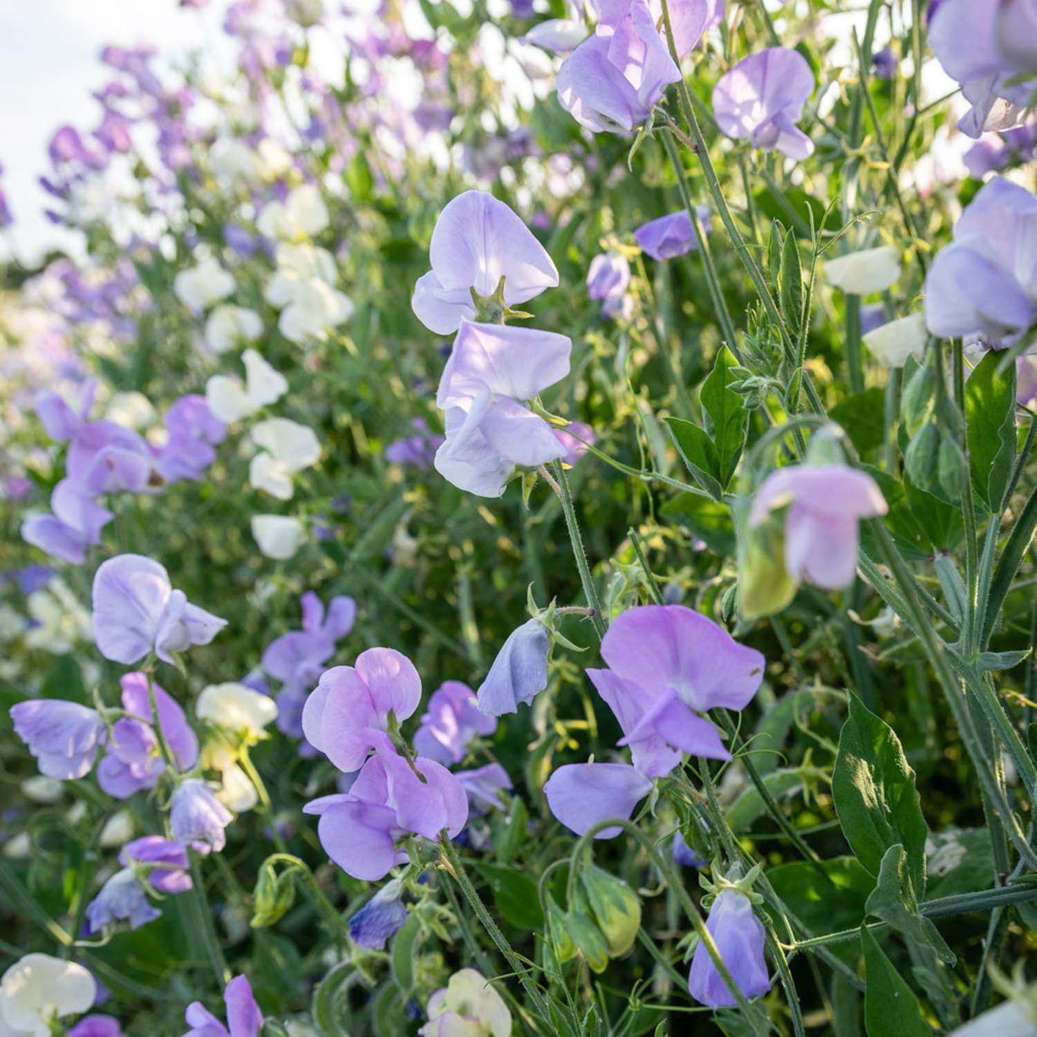 Duftwicke 'Royal Lavender' (Samen)