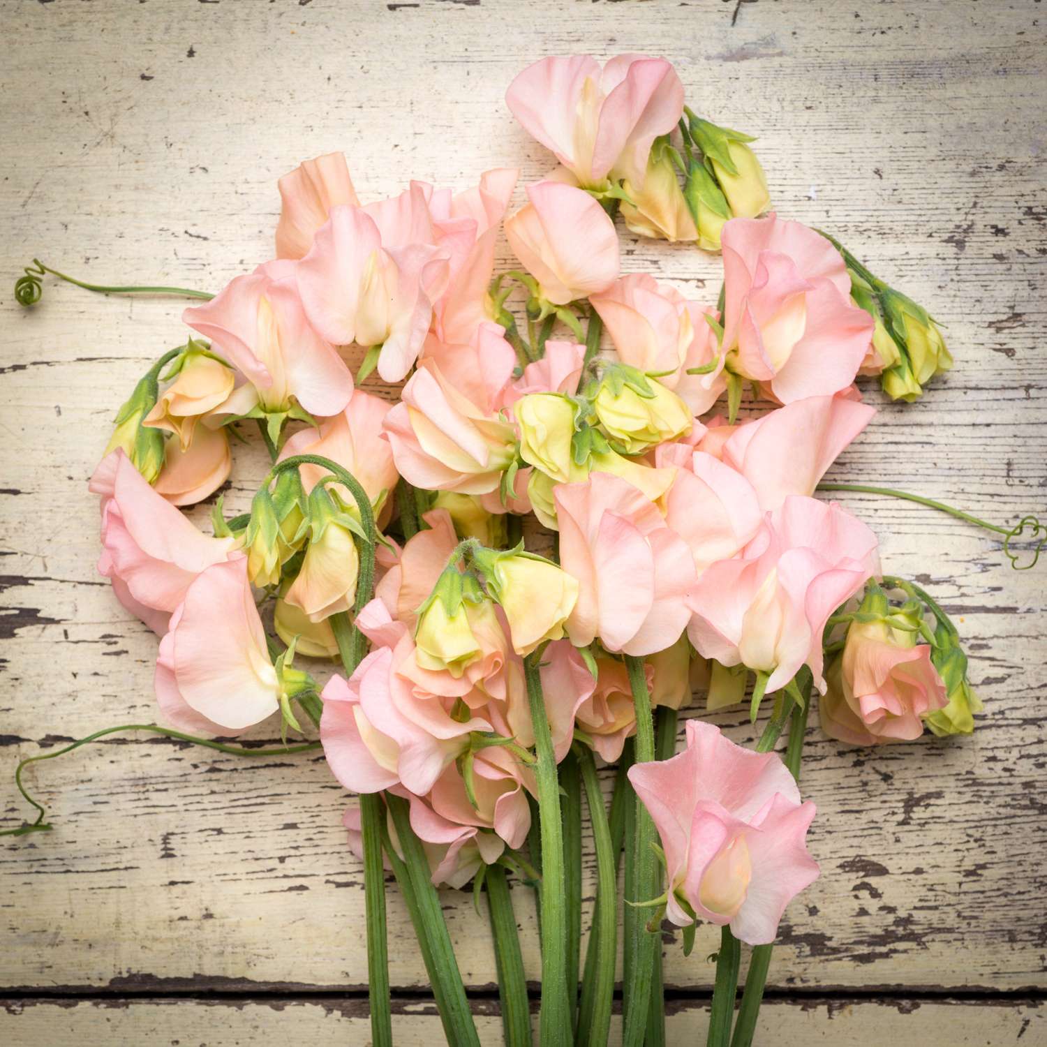 Duftwicke 'Spring Sunshine Champagne' (Samen)