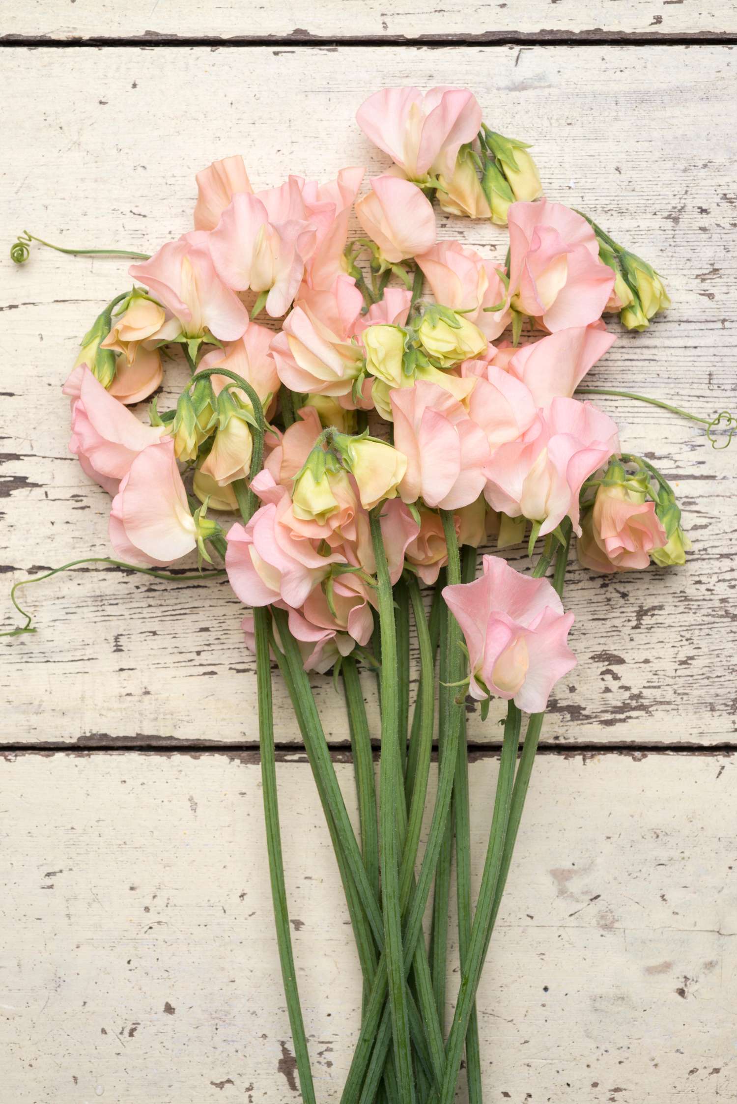 Duftwicke 'Spring Sunshine Champagne' (Samen)