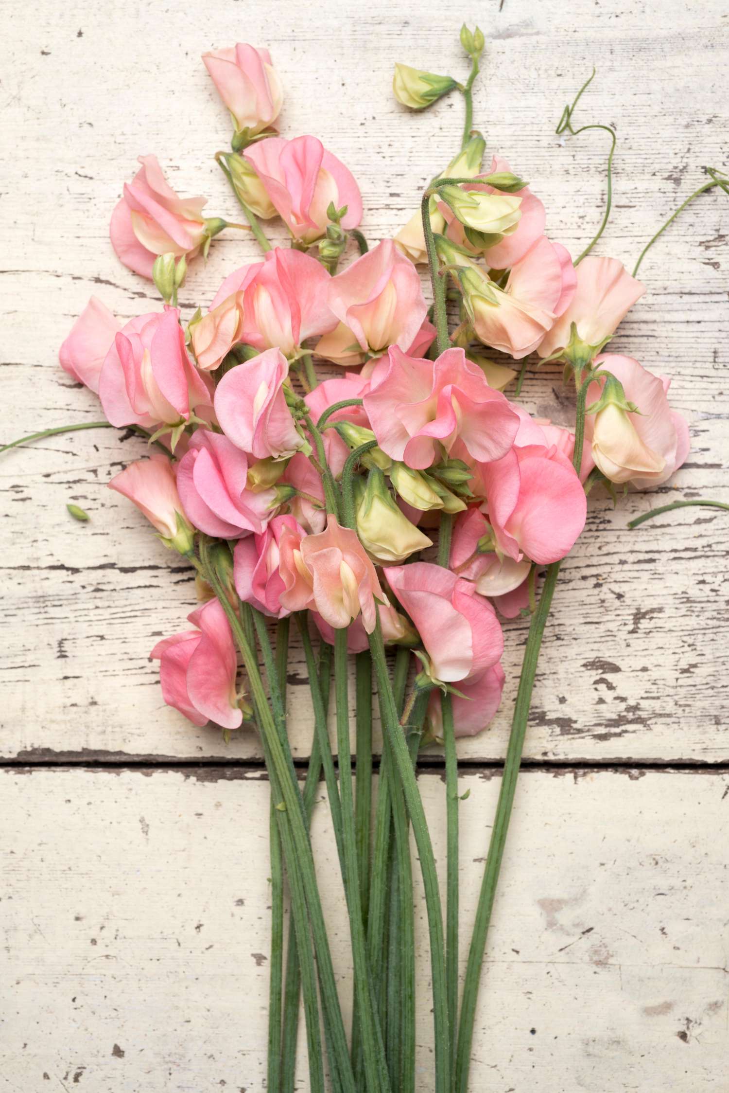 Duftwicke 'Spring Sunshine Peach' (Samen)