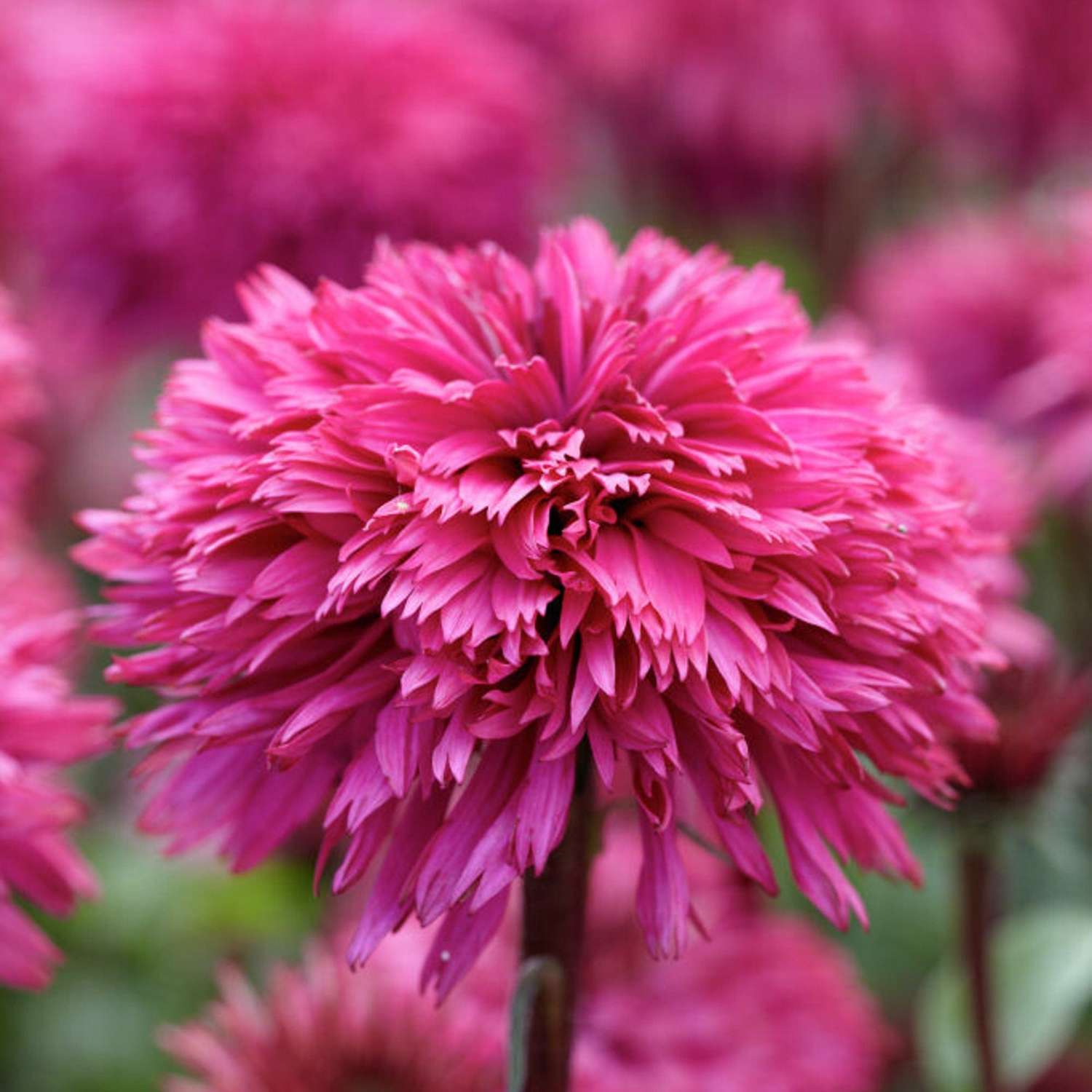 Echinacea ’Blackberry Truffle’