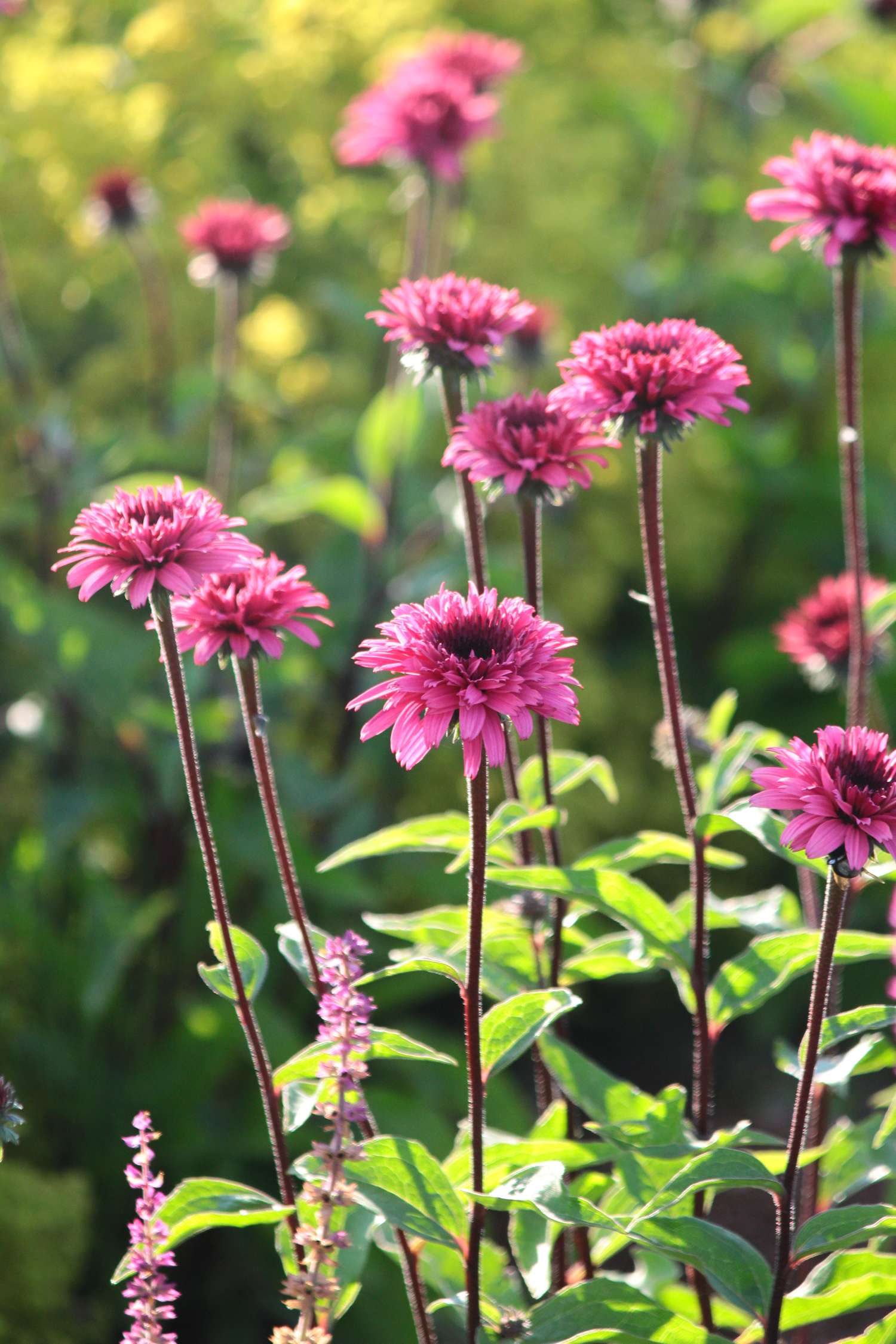 Echinacea ’Blackberry Truffle’