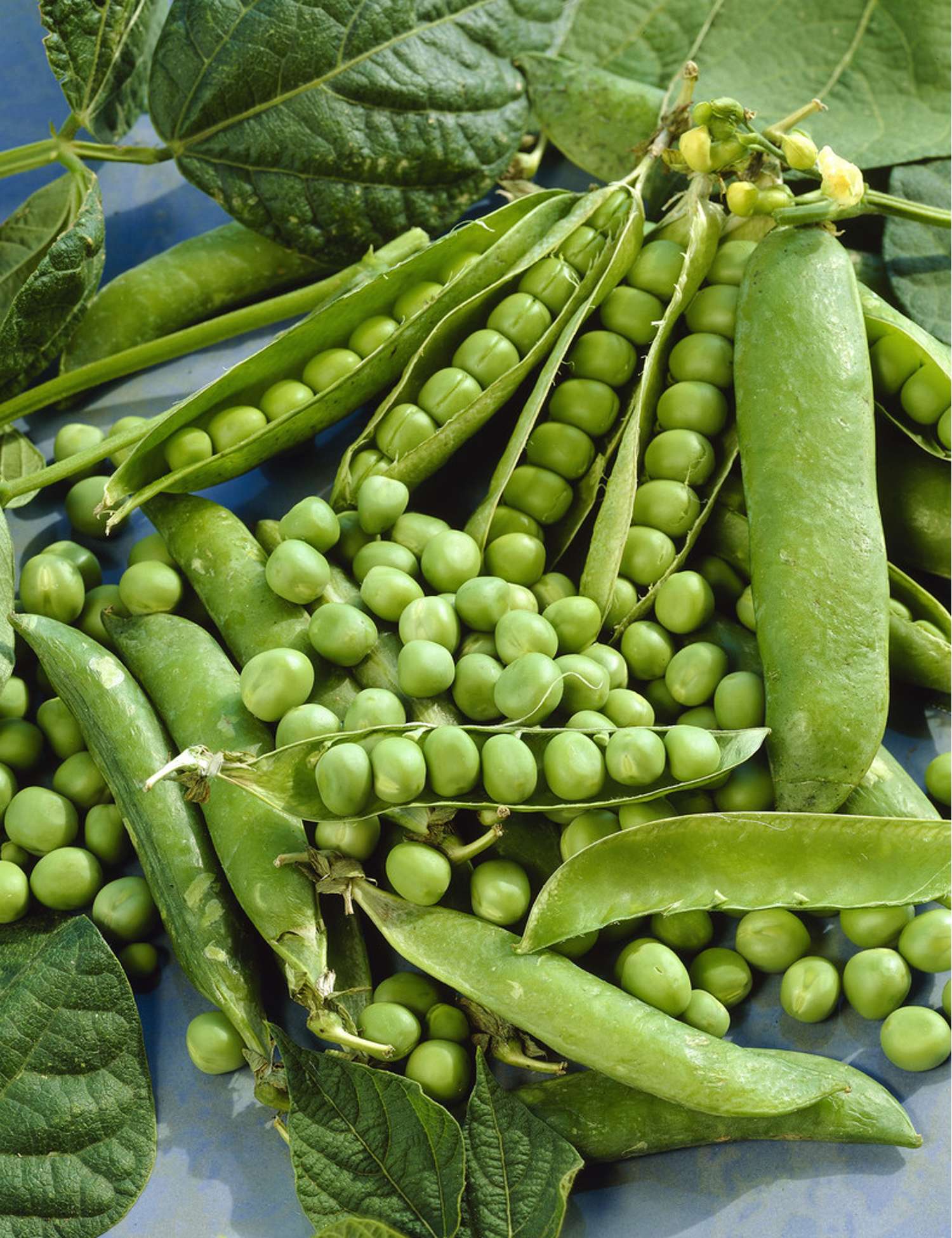 Erbse 'Kelvedon Wonder' (BIO-Samen)